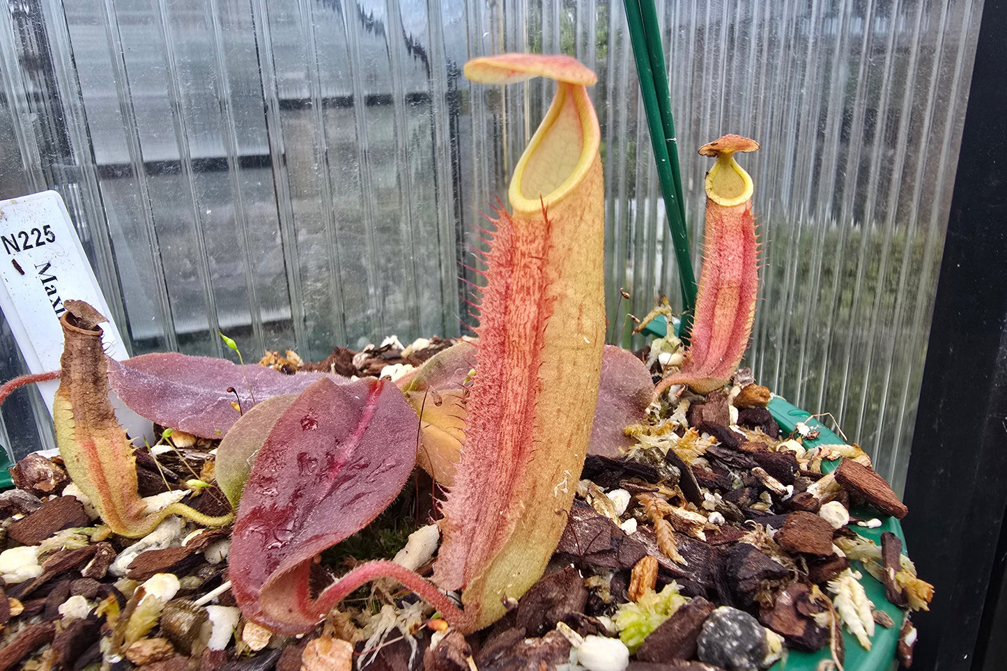 Nepenthes maxima - Intermediate Tropical Pitcher Plant