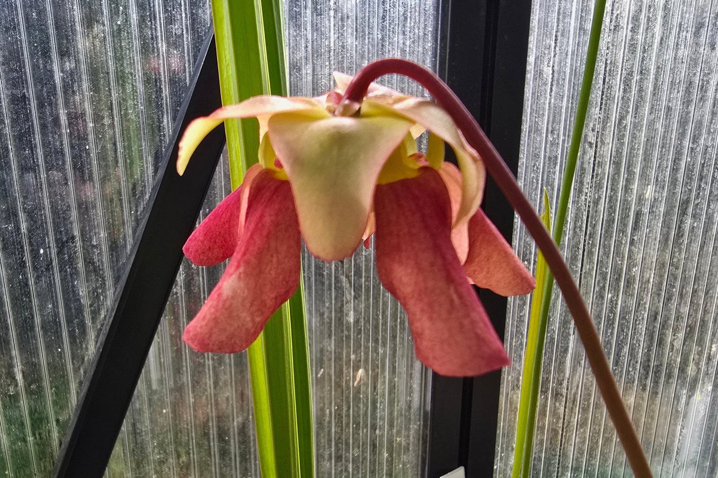 SEED - Sarracenia 'Formosa' - American Pitcher Plant - 10+ Per Packet