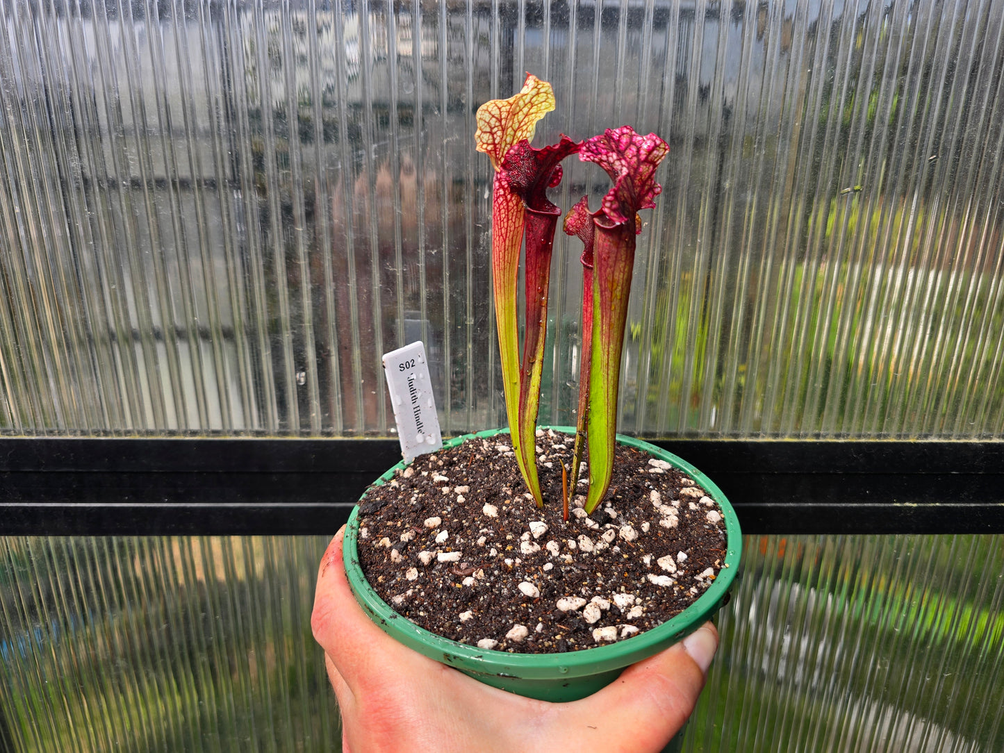 Sarracenia 'Judith Hindle' - American Pitcher Plant
