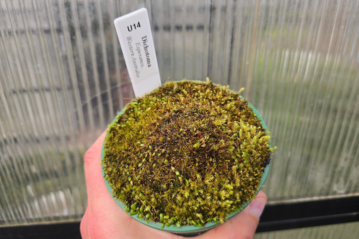 Utricularia dichotoma (Esperance, Western Australia) - Terrestrial Fairy Aprons Bladderwort