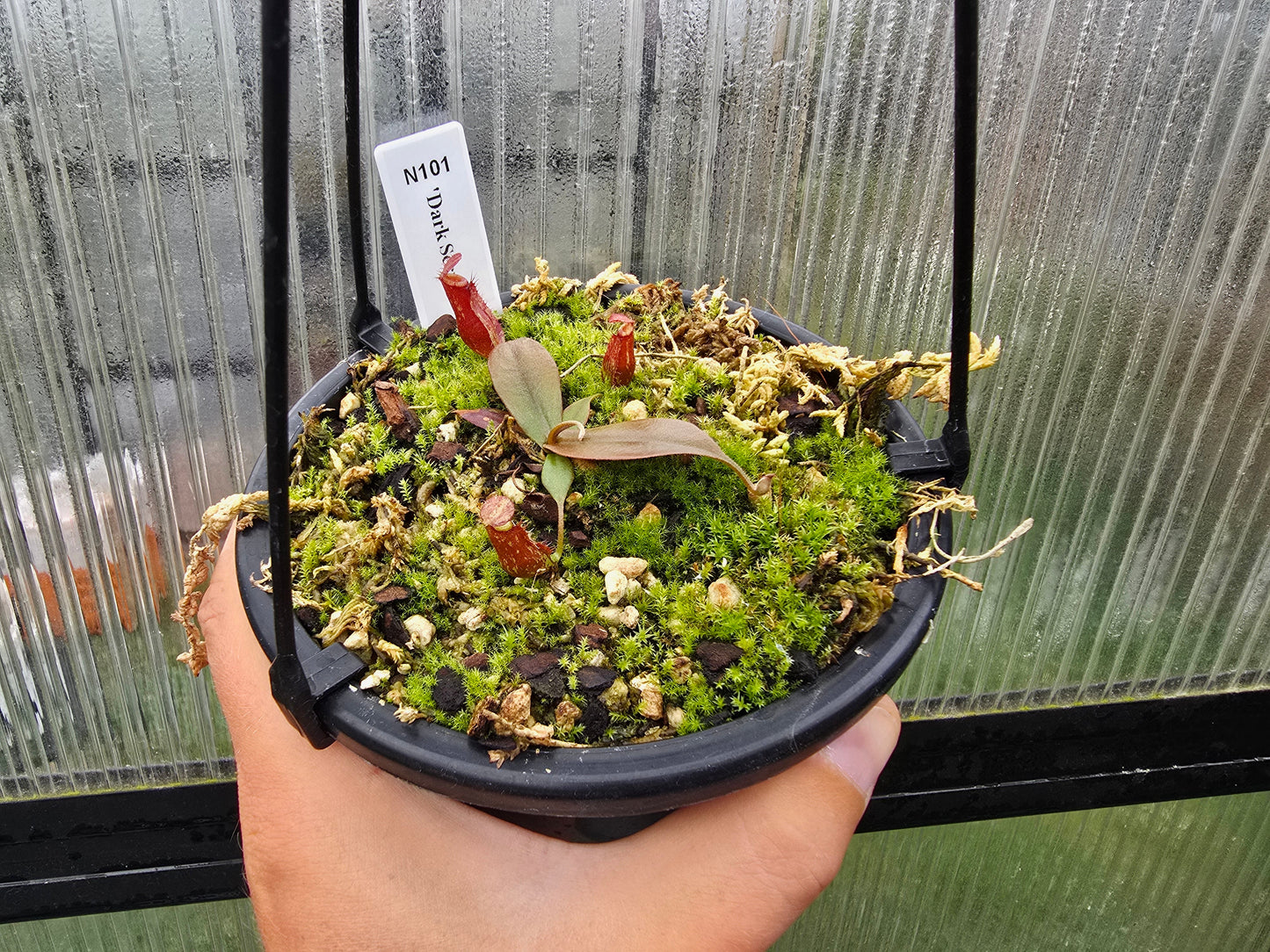 Nepenthes 'Dark Secret' - Lowland Tropical Pitcher Plant