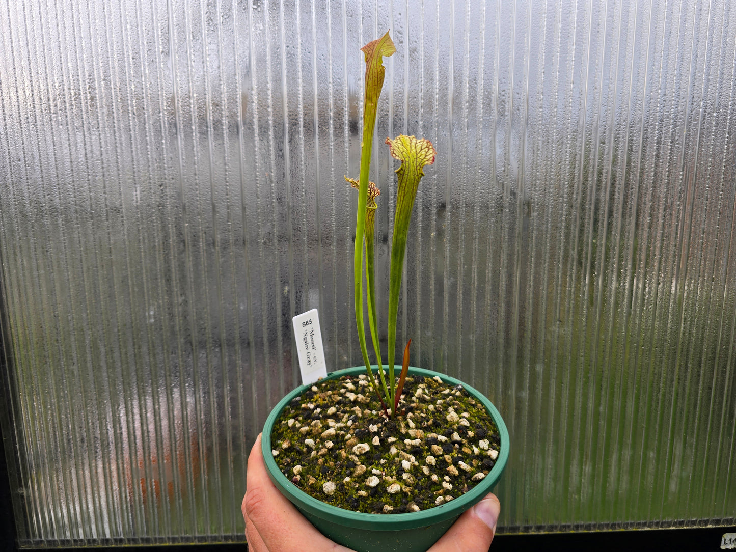 Sarracenia 'Moorei' - cv. 'Ngaire Gray' - Moore's American Pitcher Plant