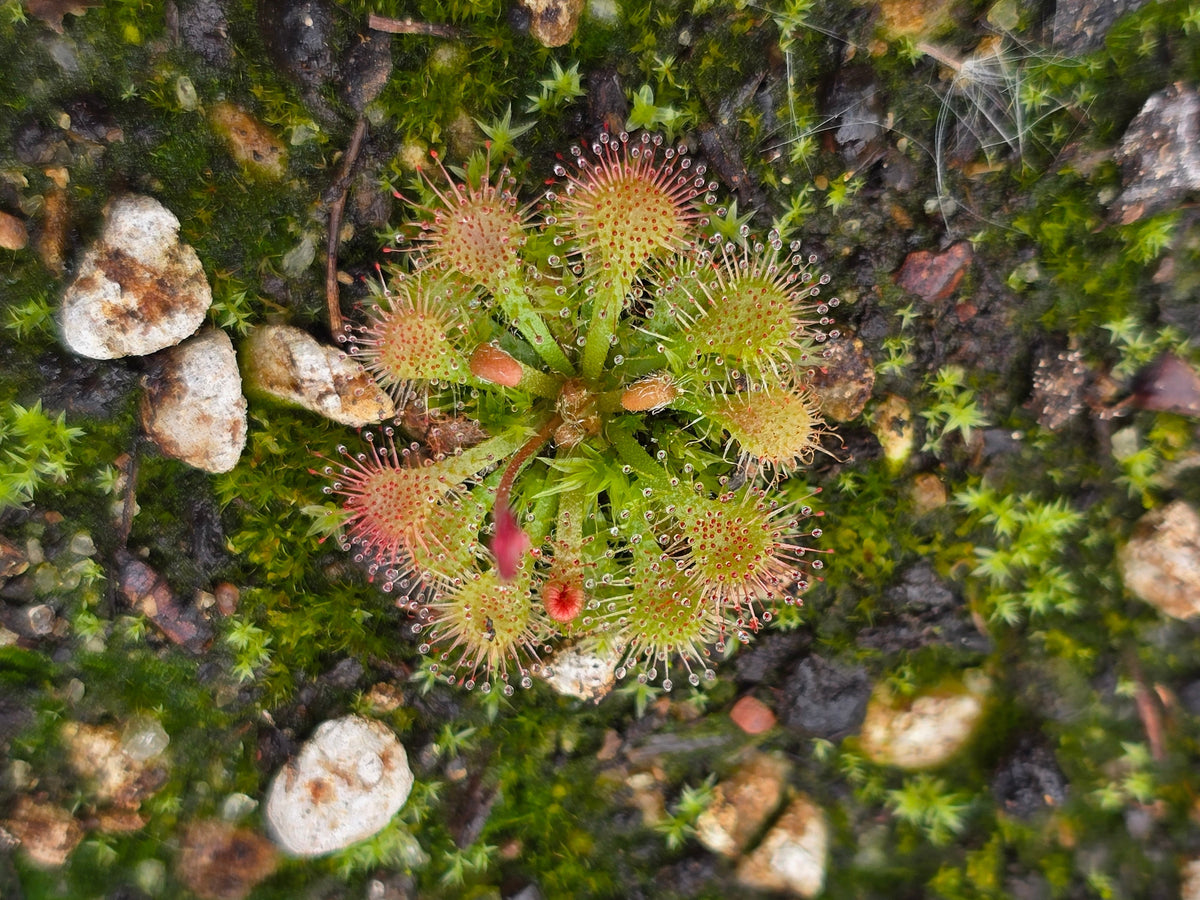 Drosera capillaris - The Pink Sundew