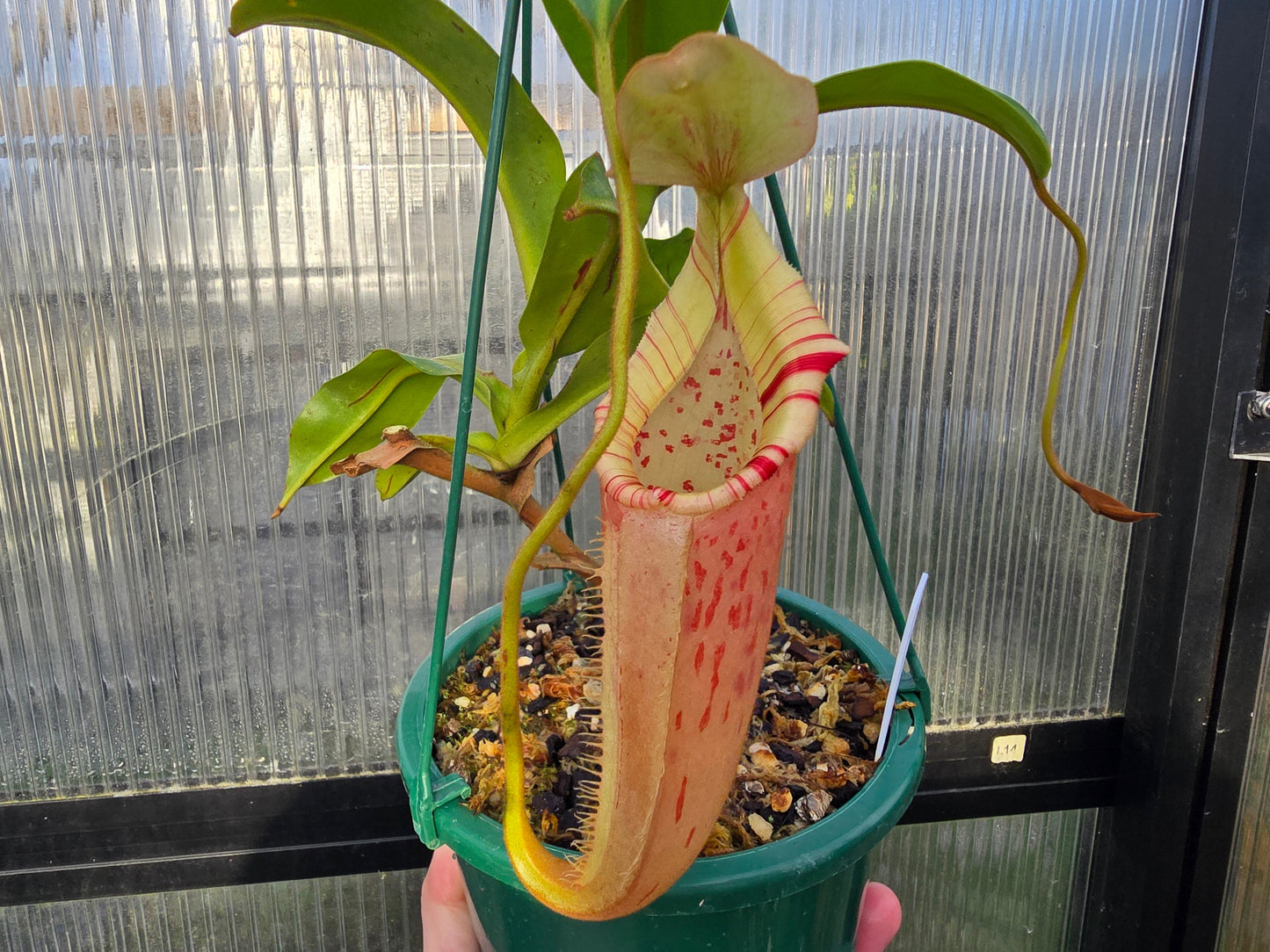 Nepenthes Veitchii Hybrid (Male) - Intermediate Tropical Pitcher Plant
