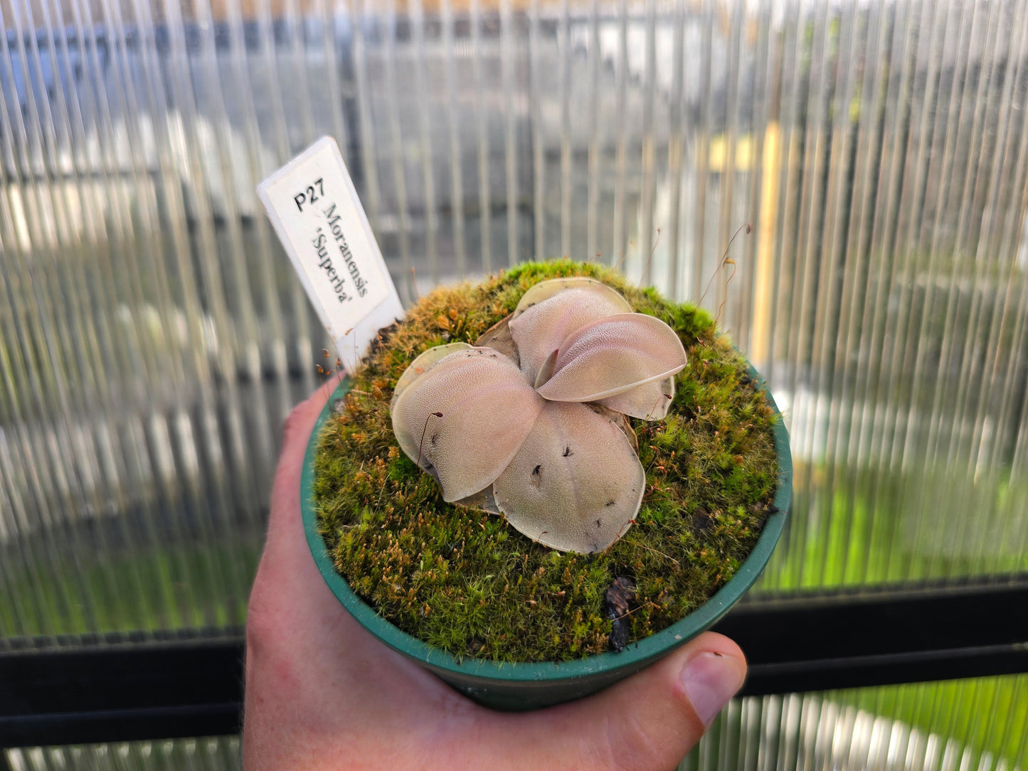 Pinguicula moranensis 'Superba' - Mexican Butterwort