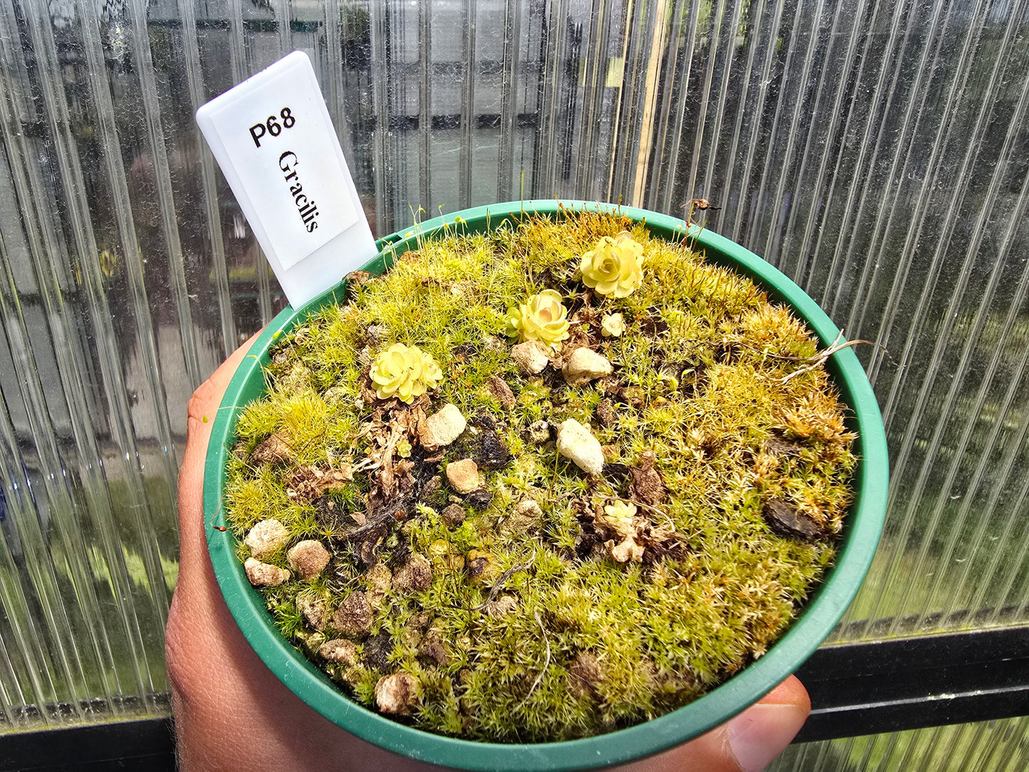 Pinguicula gracilis - Mexican Butterwort