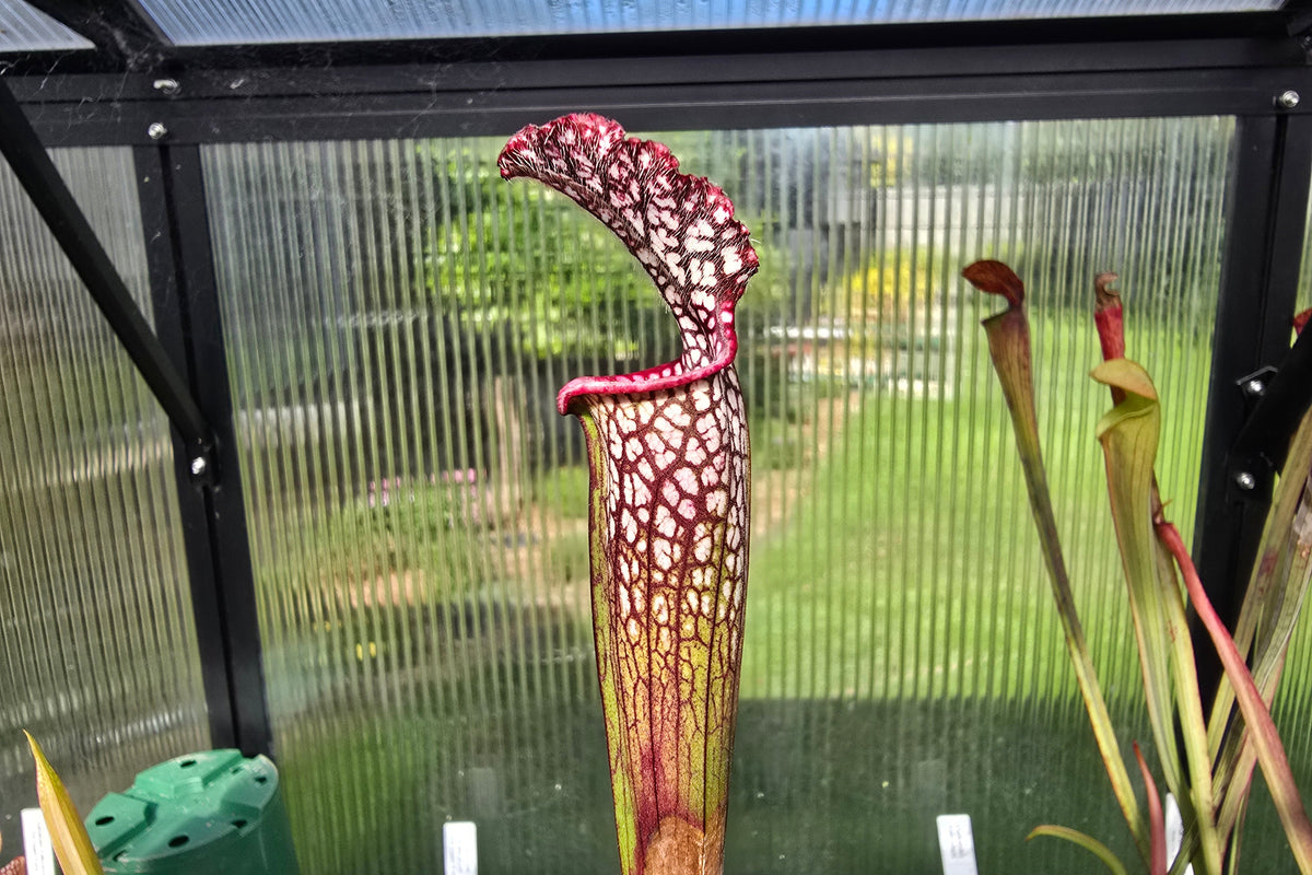 Sarracenia leucophylla var. leucophylla - 1.4m Gigantic Form - White Pitcher Plant