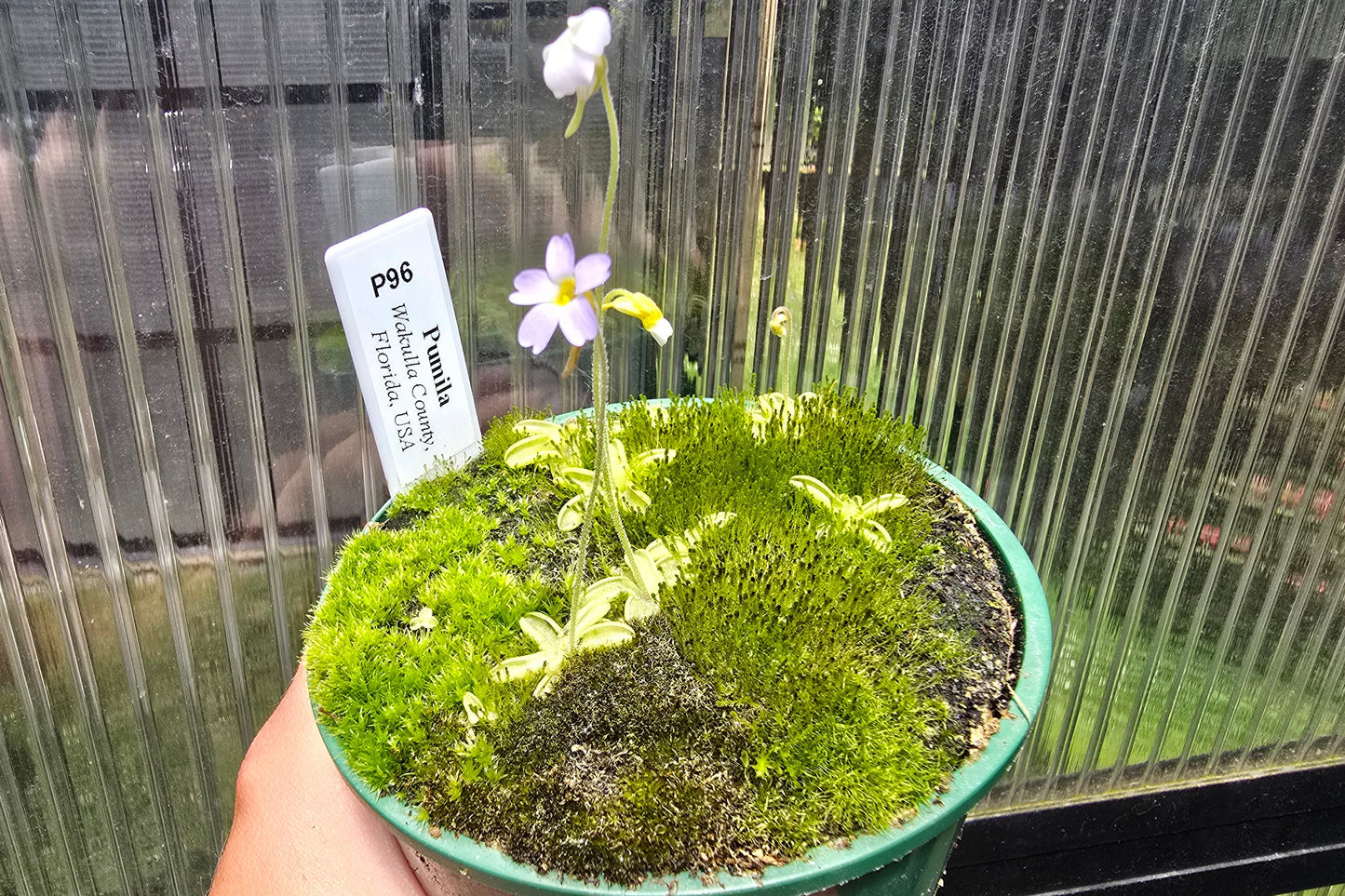 Pinguicula pumila (Wakulla County, Florida, USA) - Warm Temperate Dwarf Butterwort