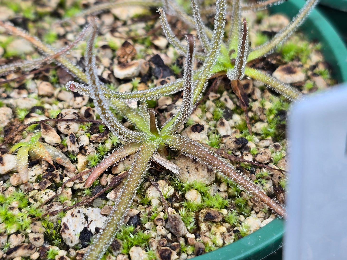 Pinguicula medusina - Mexican Butterwort