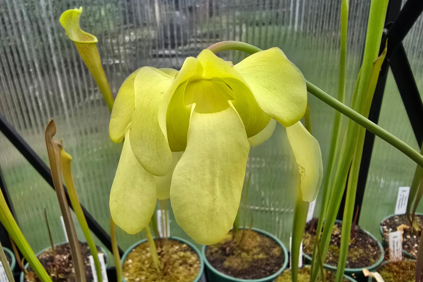 SEED - Sarracenia alata var. rubrioperculata - American Pitcher Plant - 10+ Per Packet