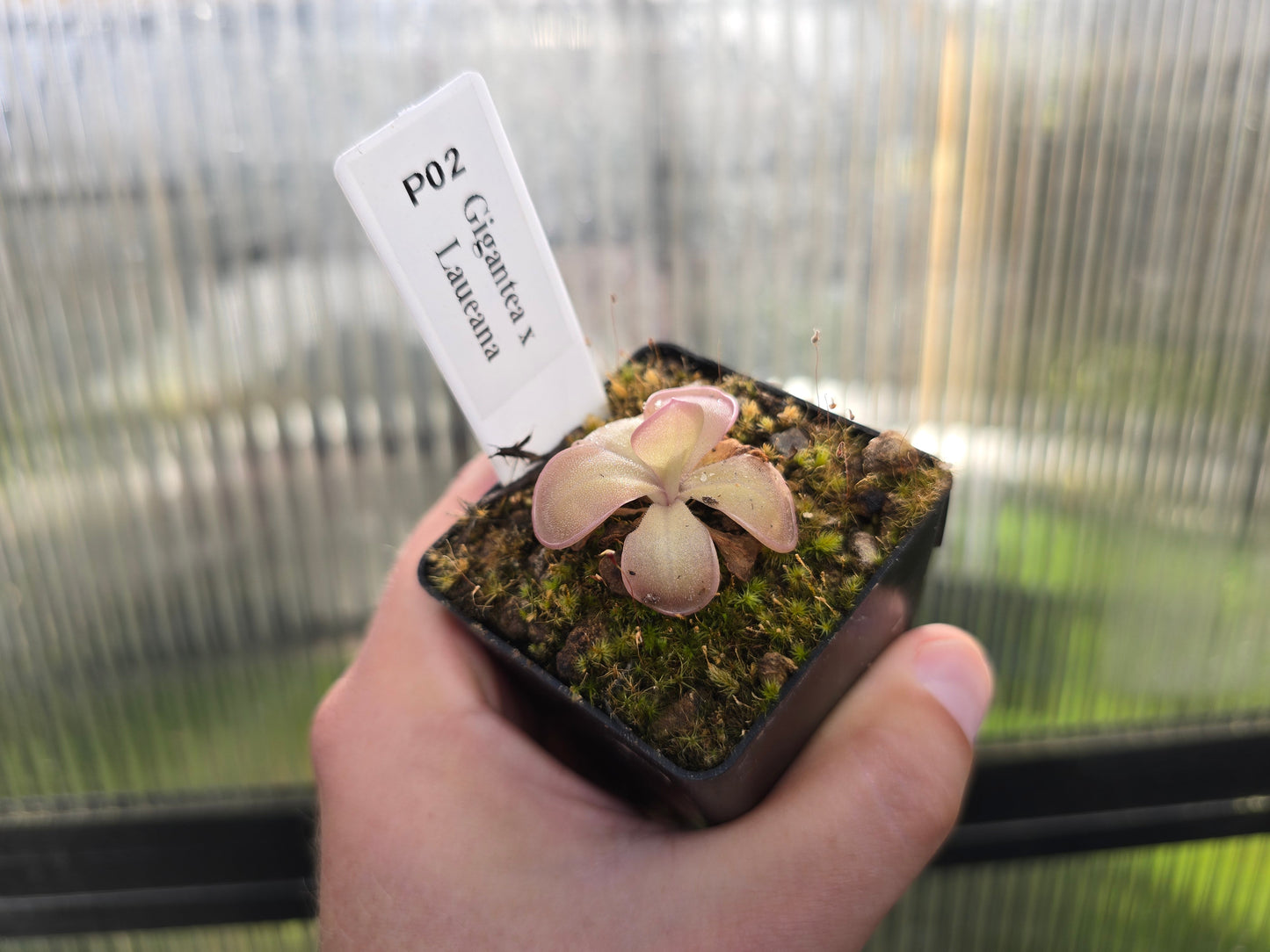 Pinguicula gigantea x laueana - Mexican Butterwort