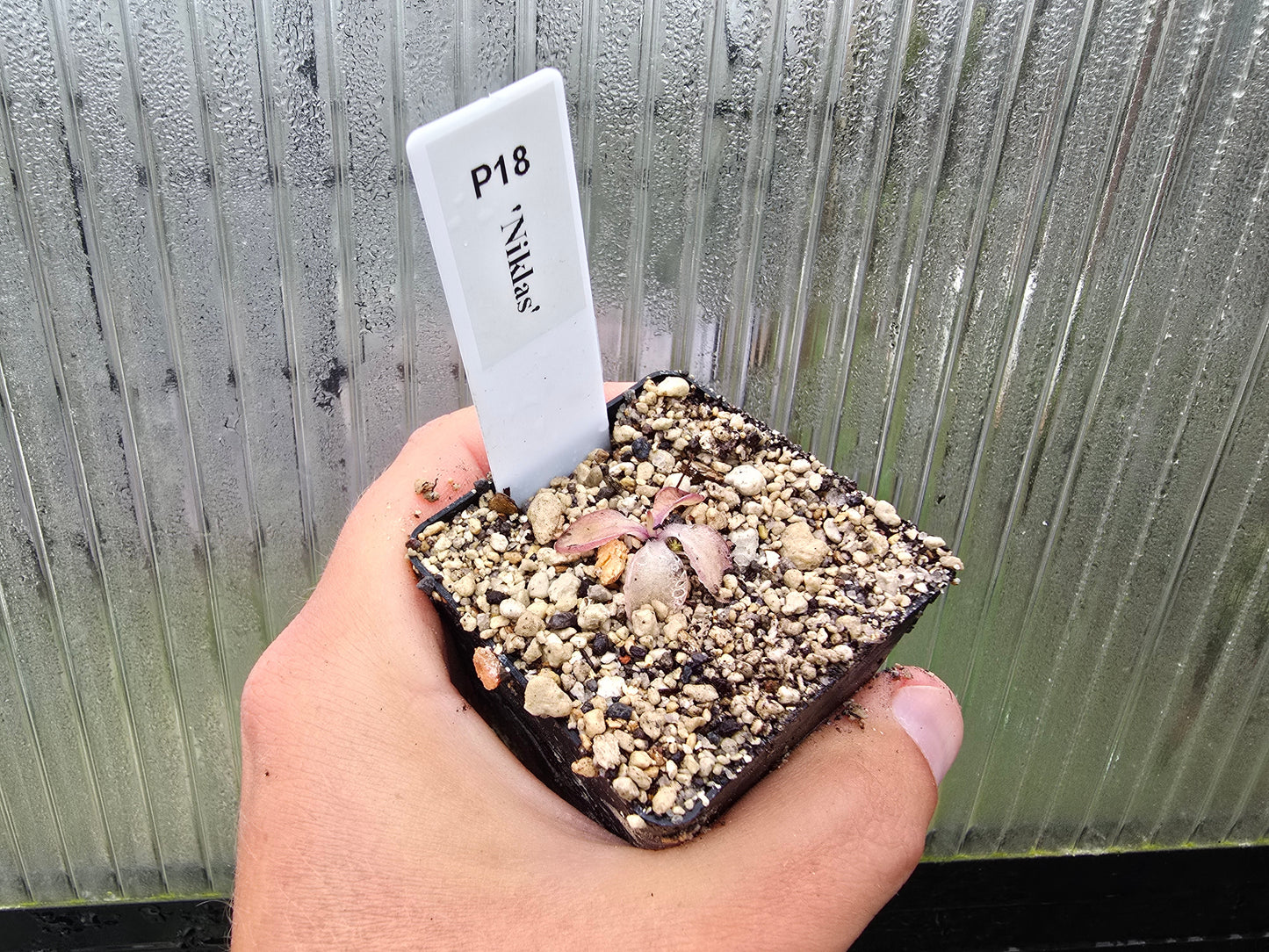 Pinguicula 'Niklas' - Mexican Butterwort
