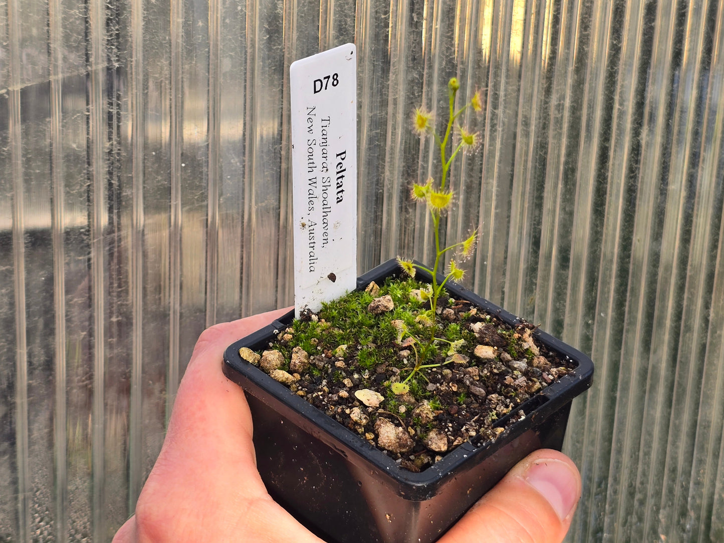 Drosera peltata (Tianjara, Shoalhaven, New South Wales, Australia) - Tuberous Sundew