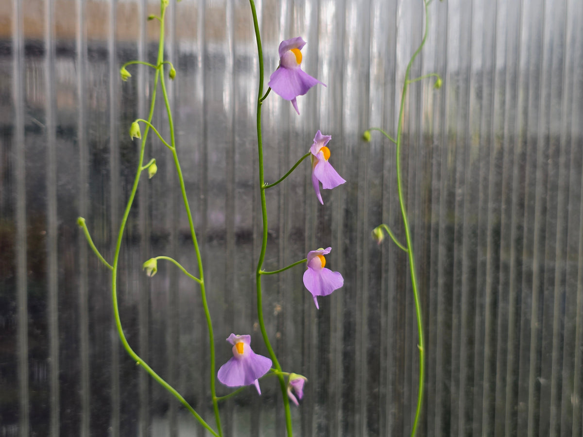 Utricularia longifolia 'Bonsai Form' (Pedro do Rio, Rio de Janeiro, Brazil) - Tropical Long-Leafed Bladderwort