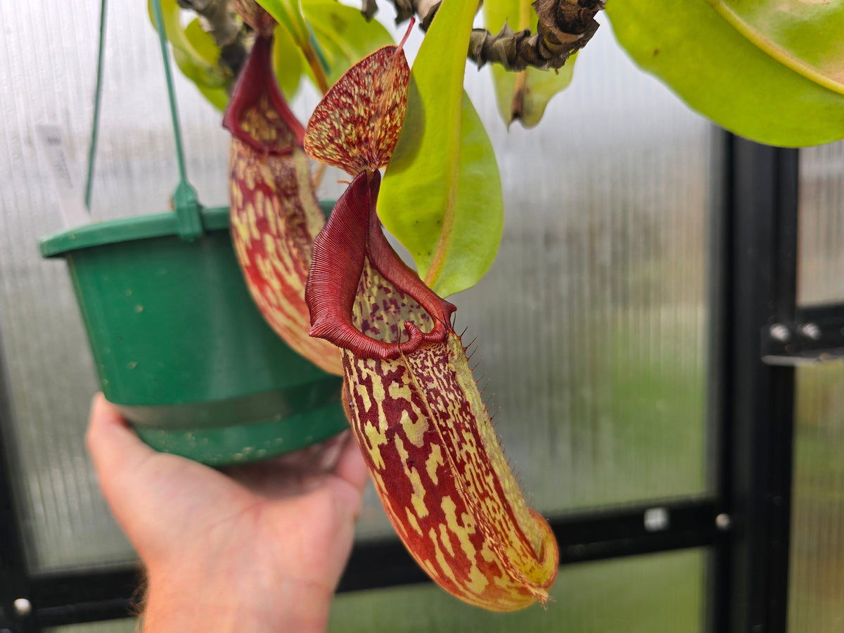 Nepenthes maxima (Female) - Intermediate Tropical Pitcher Plant