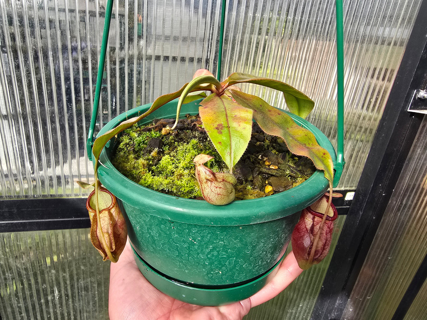 Nepenthes Lowland Assorted Hybrids - Lowland Tropical Pitcher Plant