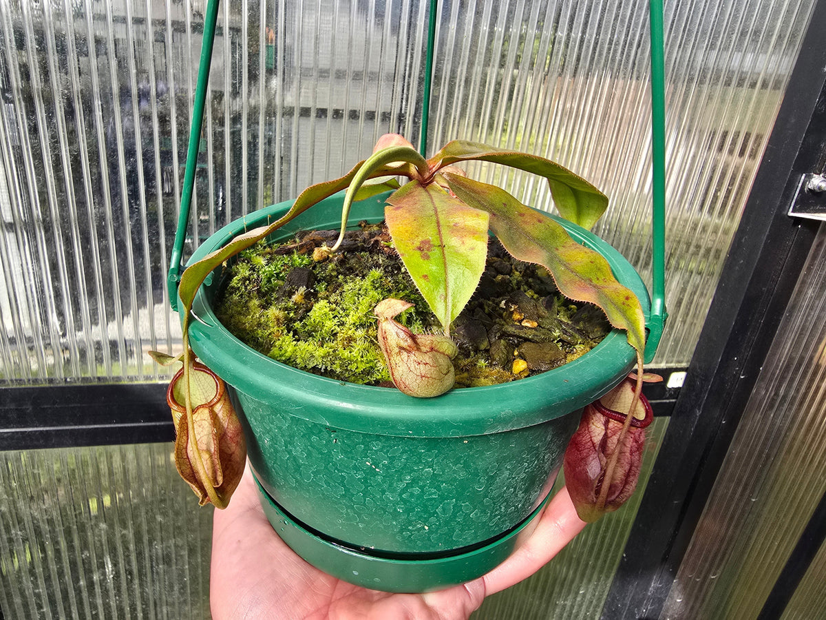 Nepenthes Lowland Assorted Hybrids - Lowland Tropical Pitcher Plant