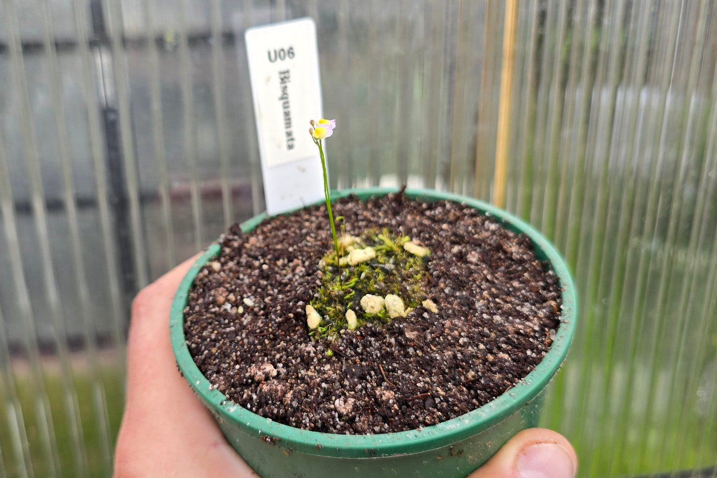 Utricularia bisqumata - Terrestrial Bladderwort