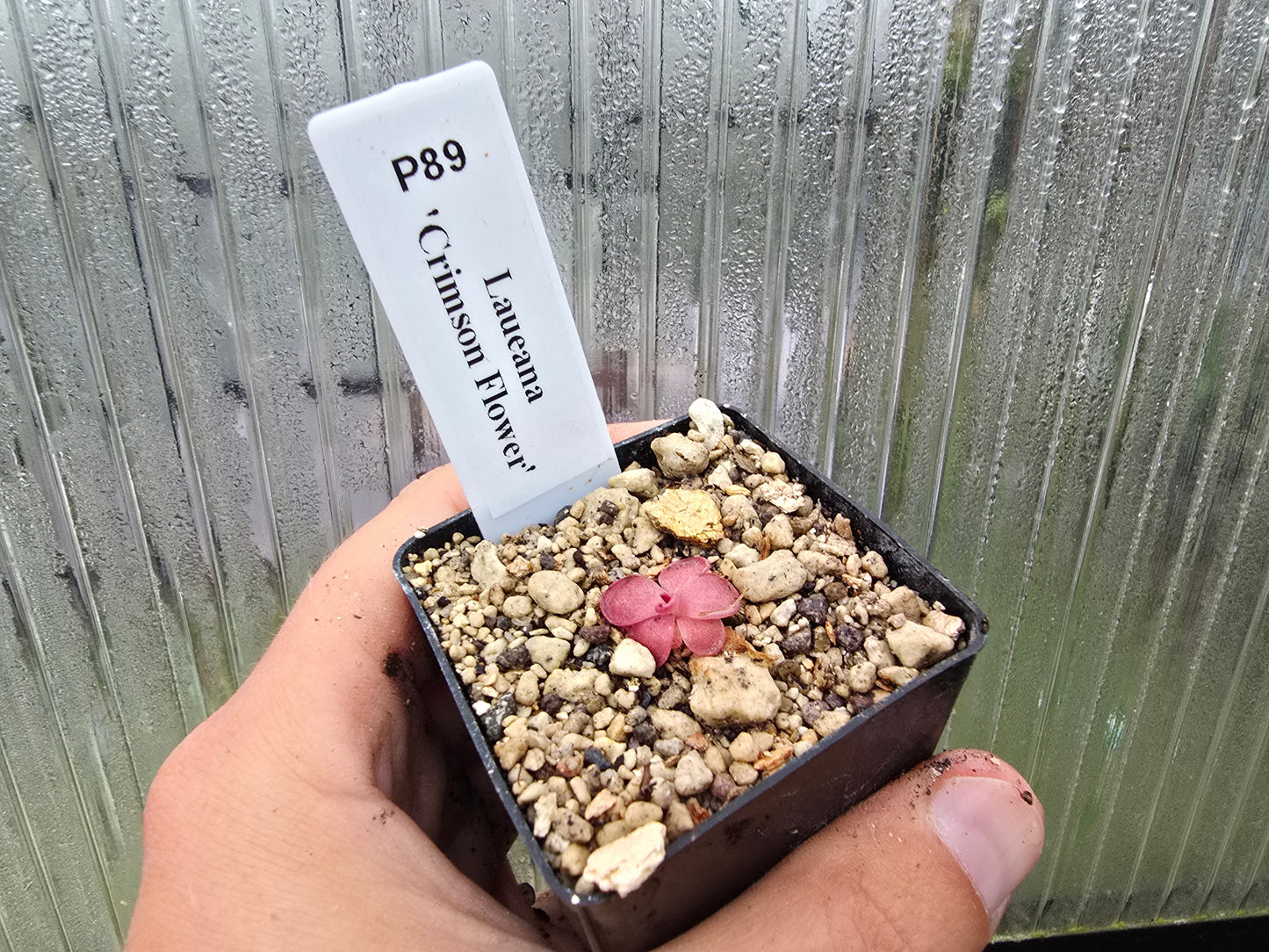 Pinguicula laueana 'Crimson Flower' - Mexican Butterwort