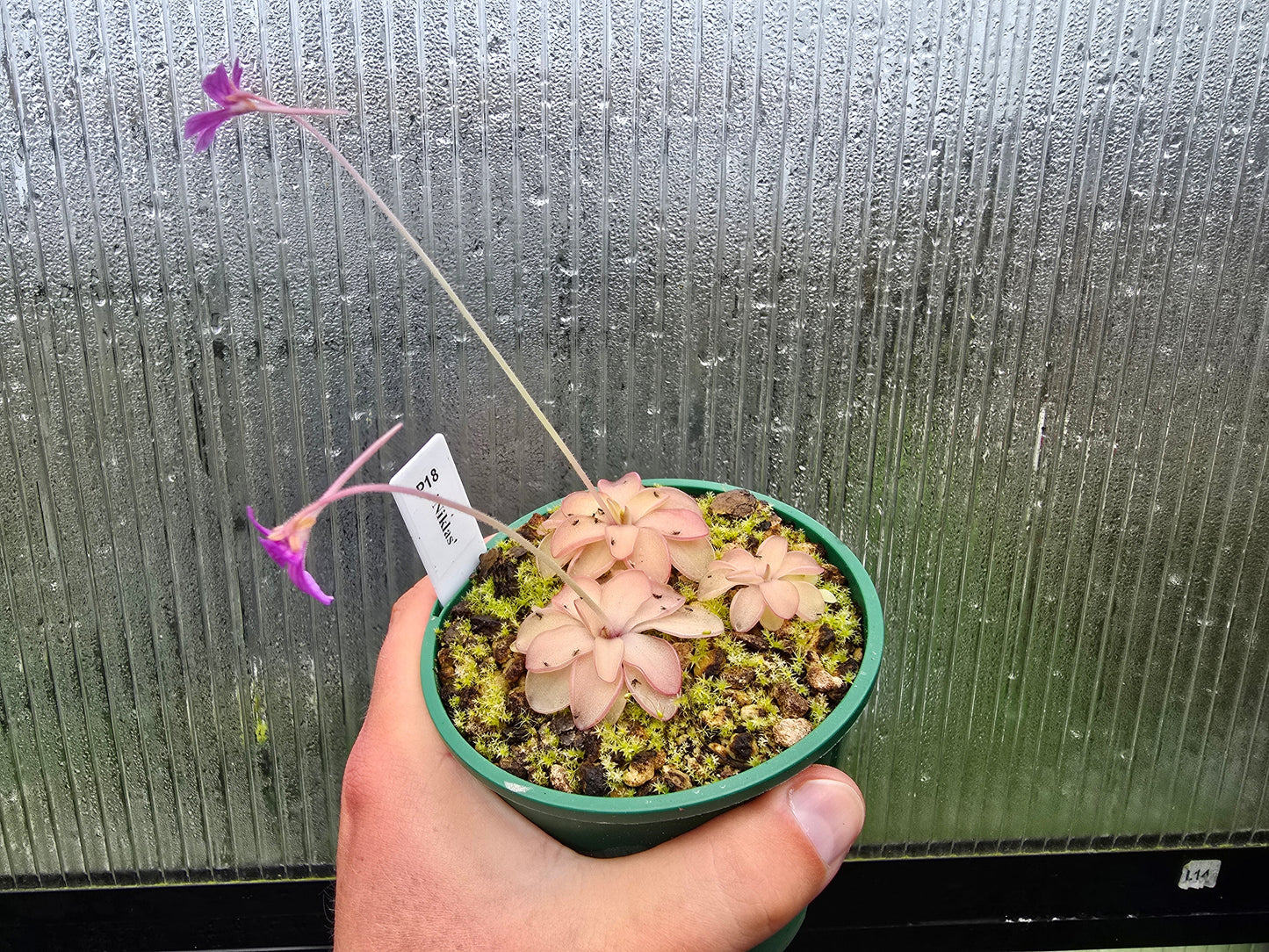 Pinguicula 'Niklas' - Mexican Butterwort