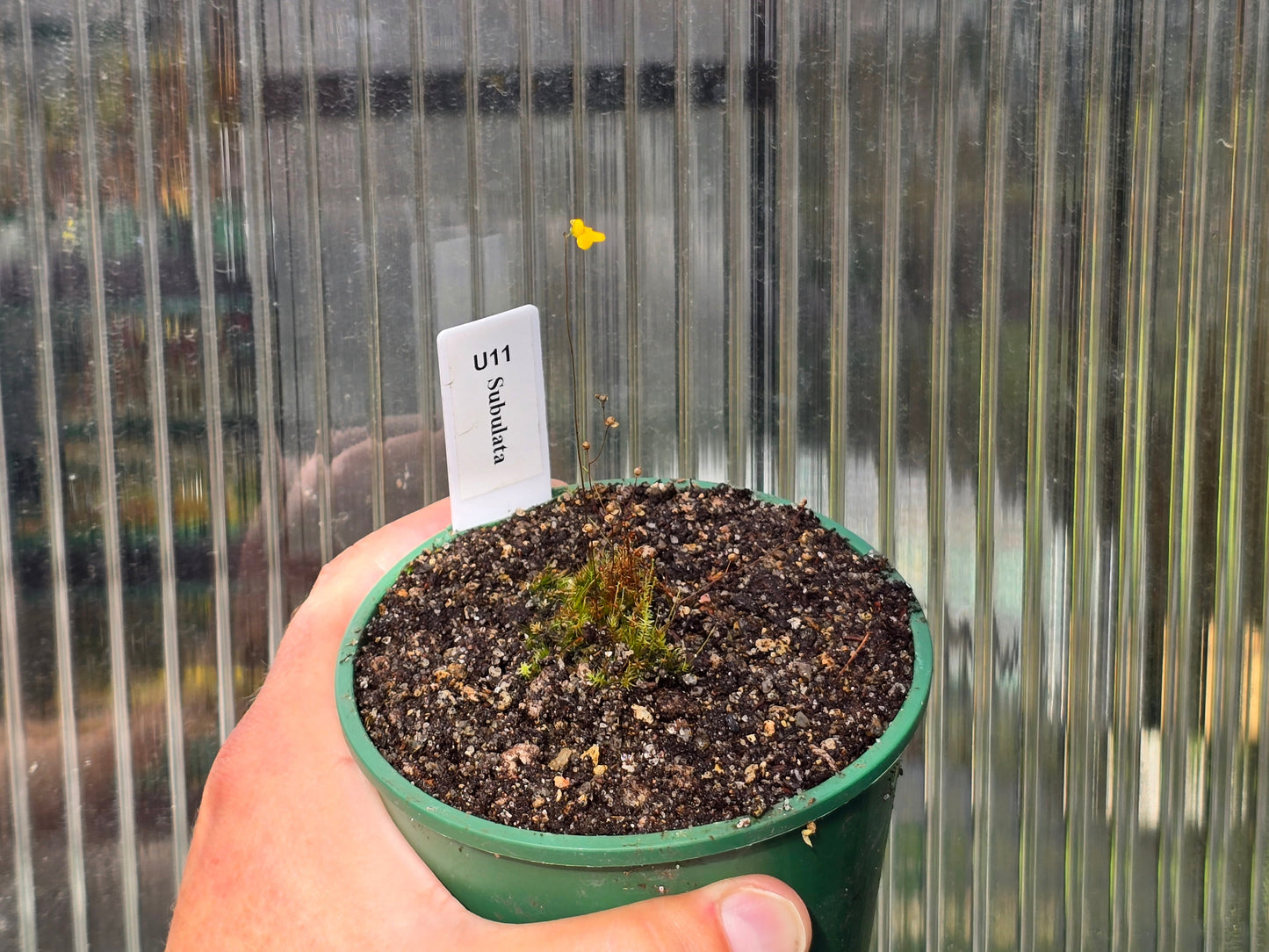 Utricularia subulata - Terrestrial Zigzag Bladderwort