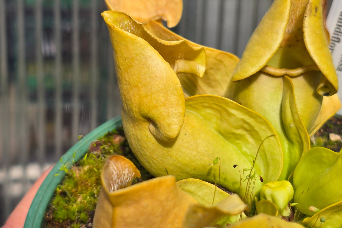 Sarracenia purpurea ssp. Venosa - Pallidiflora Form - American Pitcher Plant
