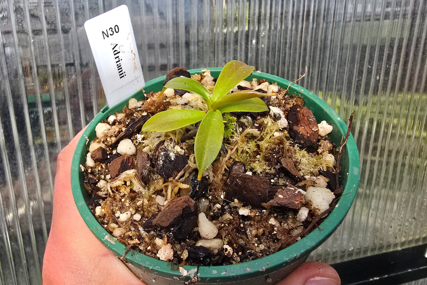 Nepenthes adrianii - Highland Tropical Pitcher Plant