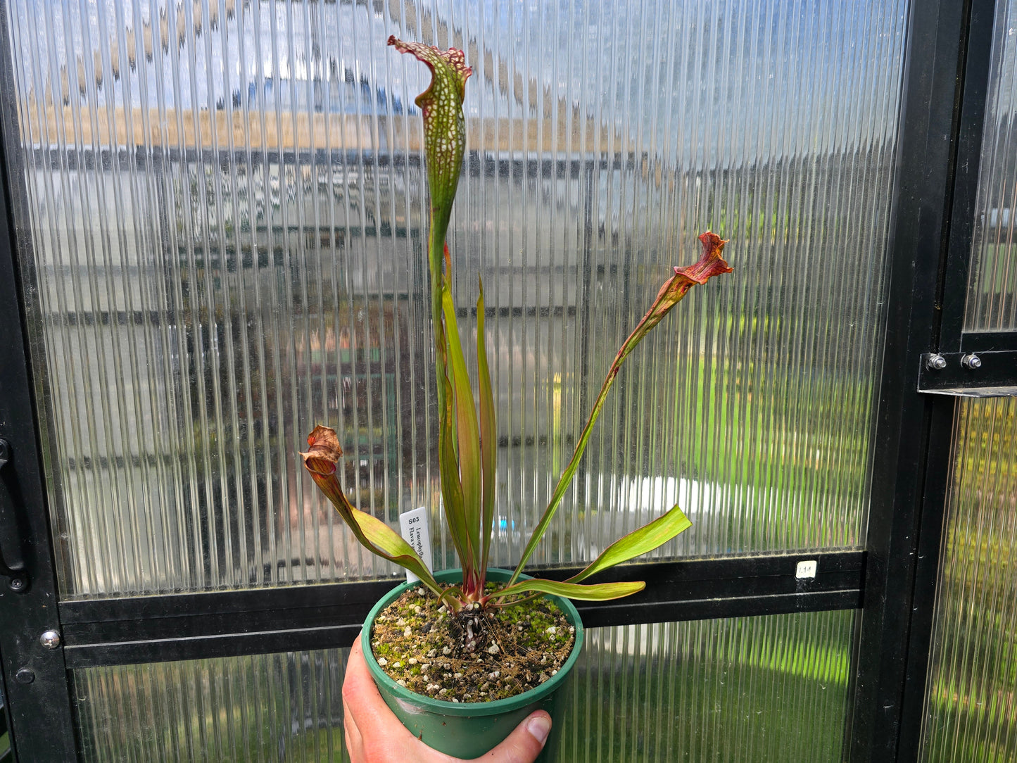 Sarracenia leucophylla x flava var. flava - American Pitcher Plant