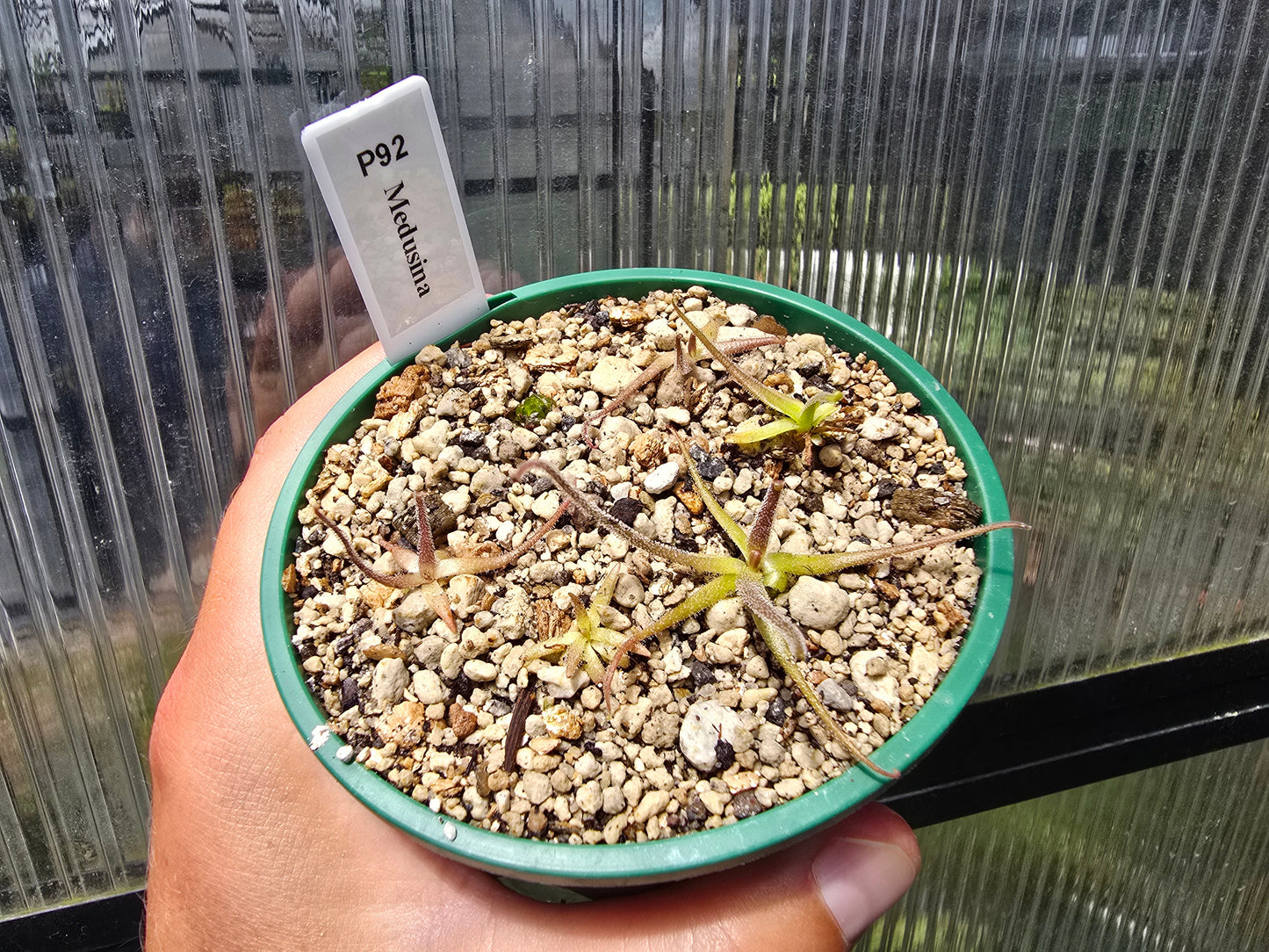 Pinguicula medusina - Mexican Butterwort