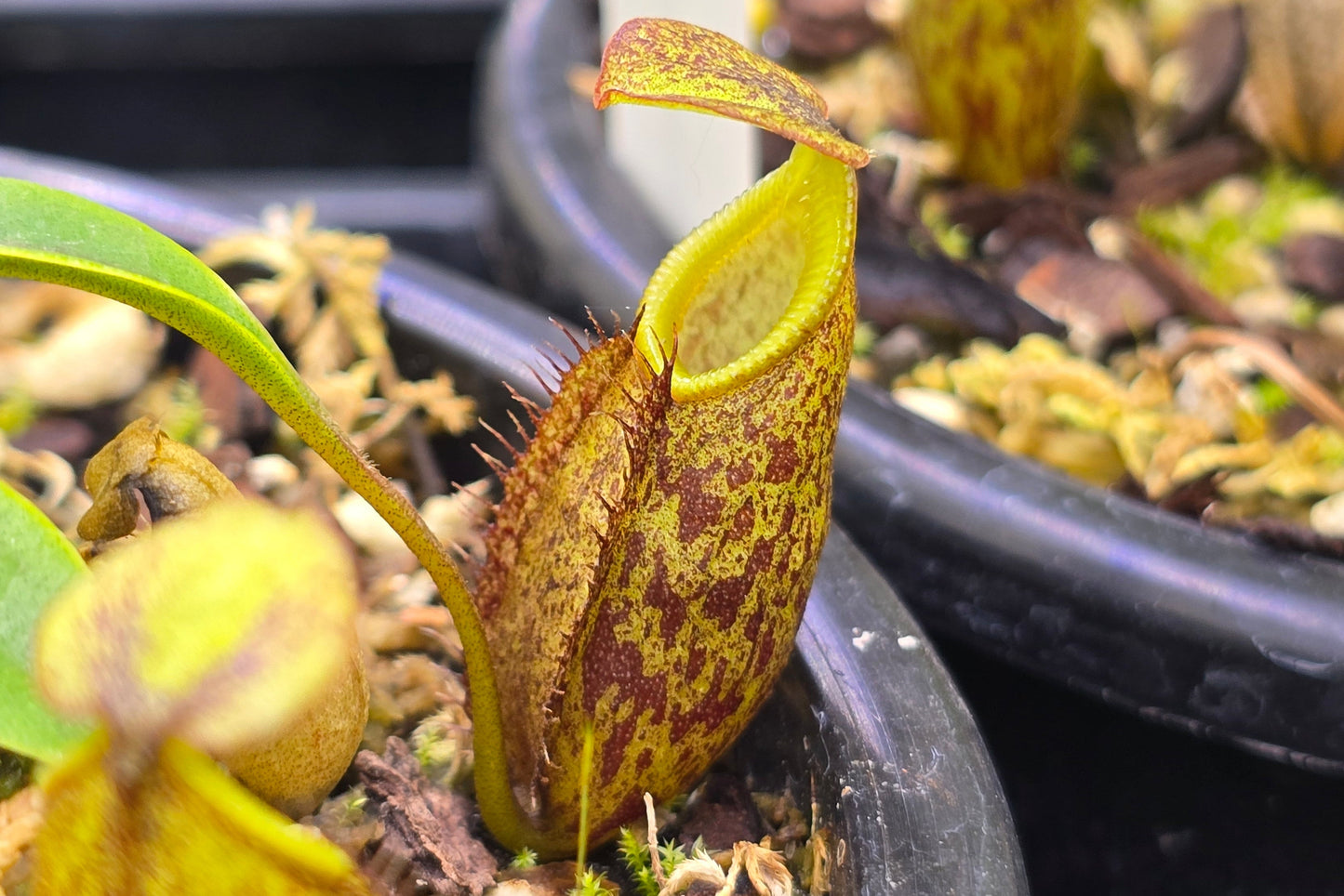 Nepenthes gymnamphora - BE-3908 - Intermediate Tropical Pitcher Plant