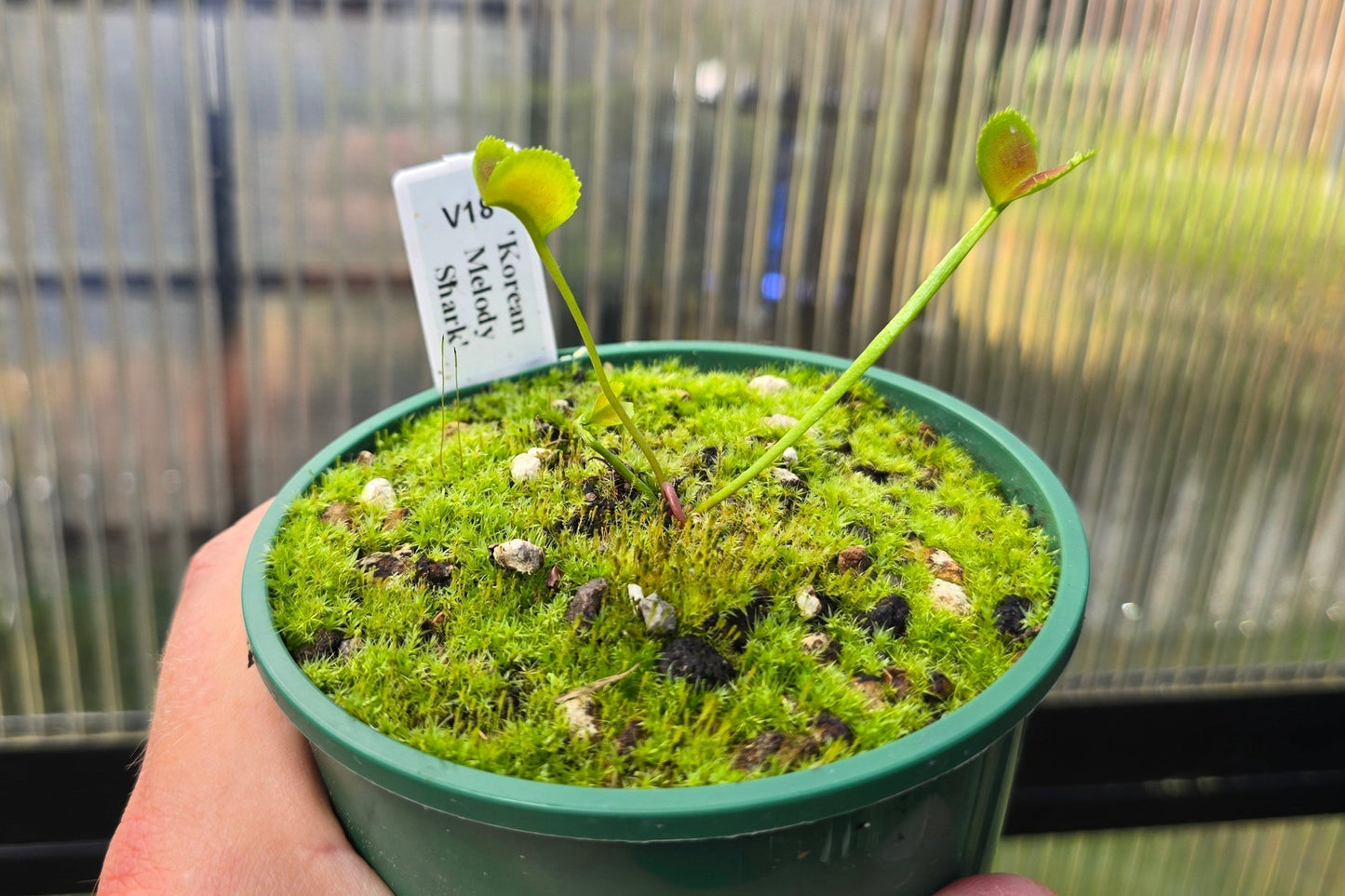 Dionaea muscipula 'Korean Melody Shark' - Venus Fly Trap