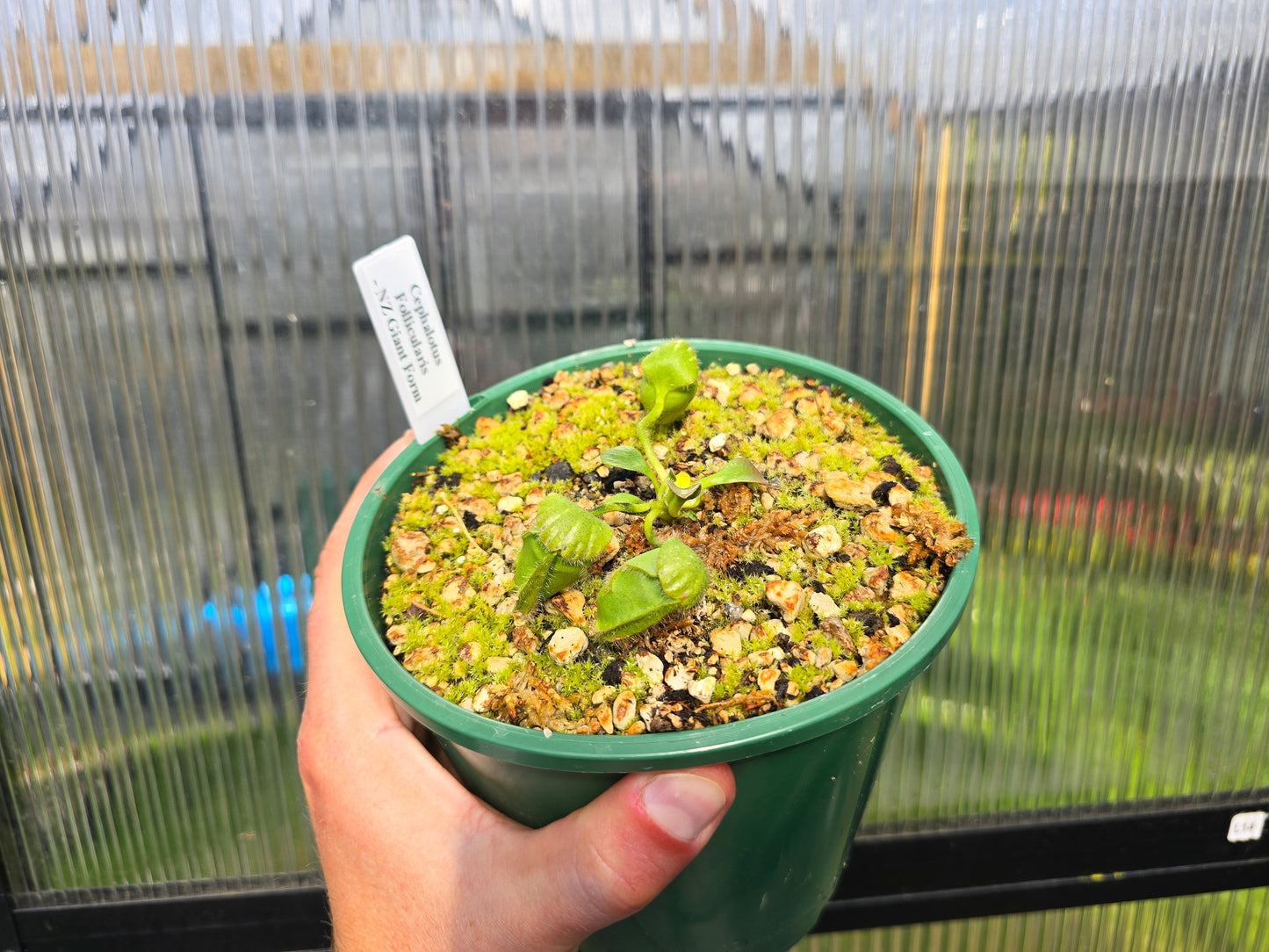 Cephalotus follicularis 'NZ Giant Form' - Australian Pitcher Plant