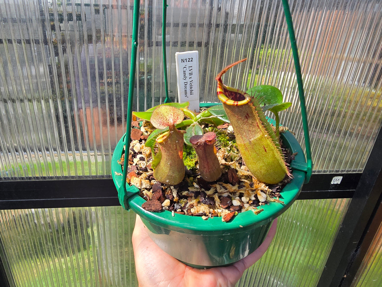 Nepenthes lvb x veitchii 'Candy Dreams' - Intermediate Tropical Pitcher Plant