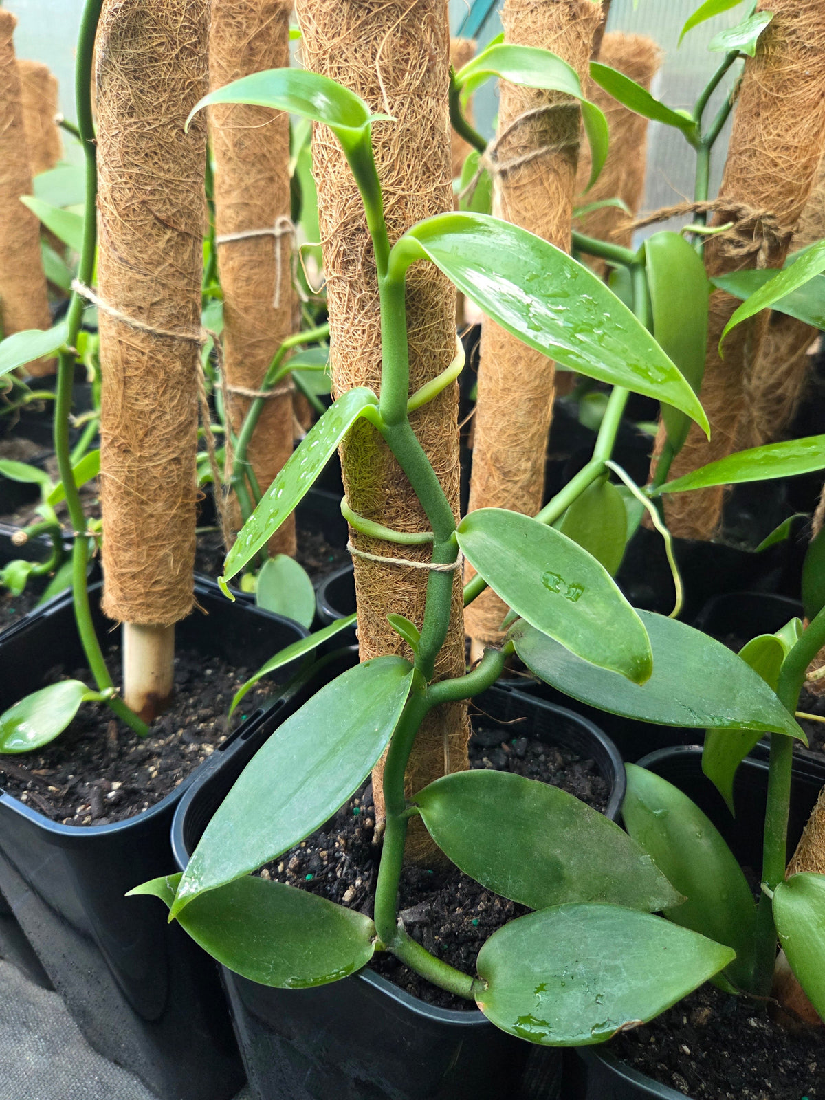 Vanilla Plant