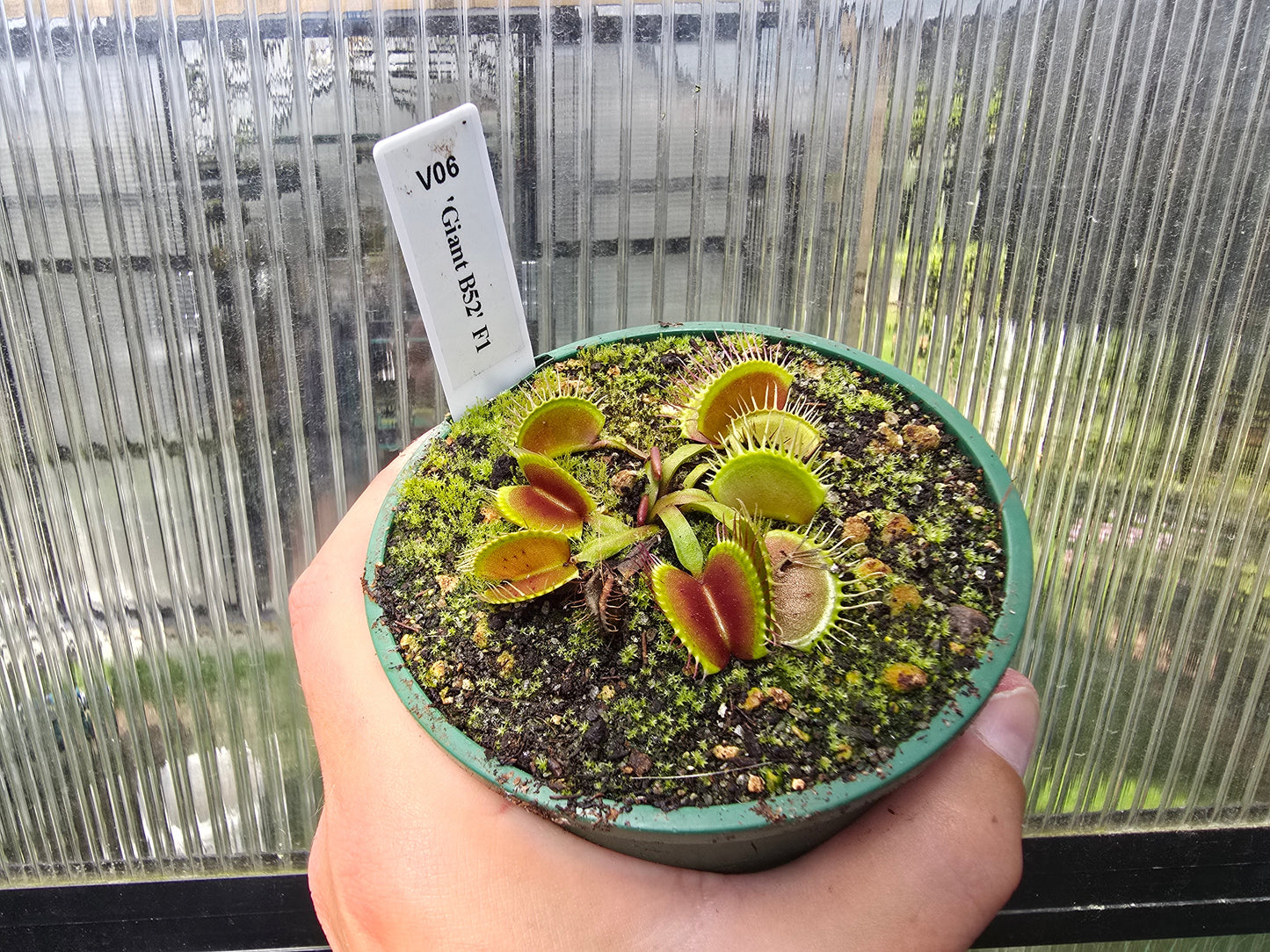 Dionaea muscipula 'Giant B52' F1 - Venus Fly Trap