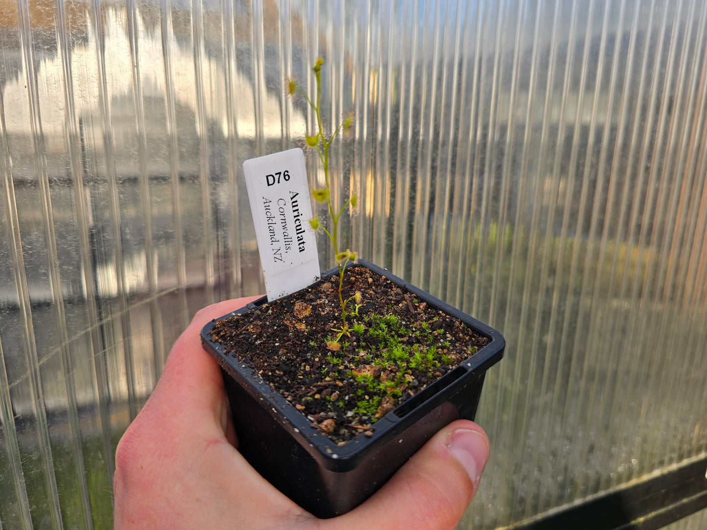 Drosera auriculata (Cornwallis, Auckland, NZ) - Tuberous Sundew
