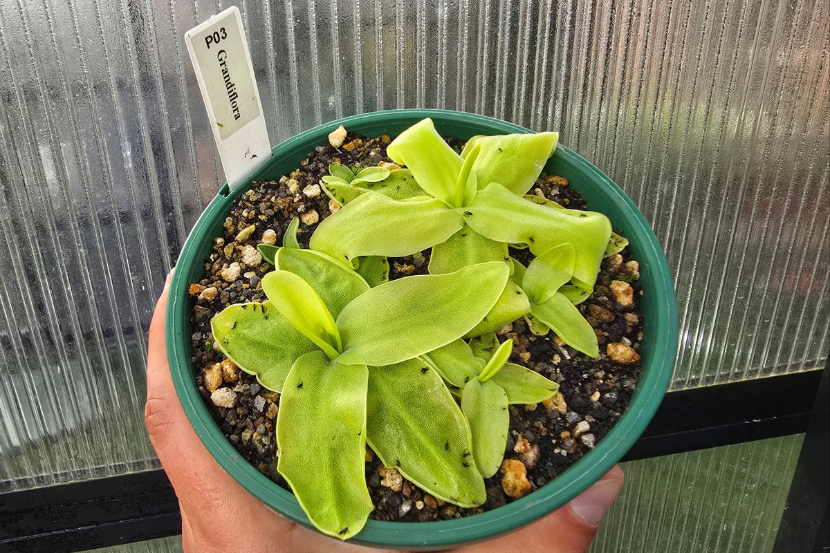 Pinguicula grandiflora - Cold Temperate Large-Flowered Butterwort