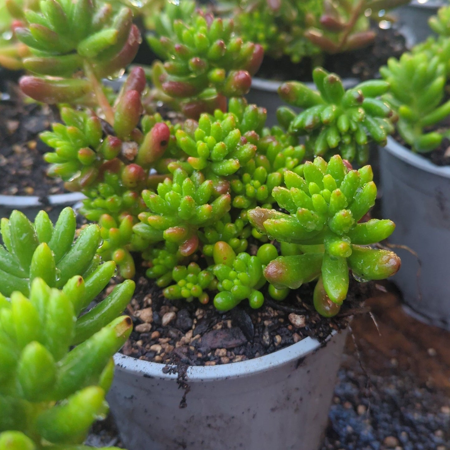 Sedum Rubrotinctum | Red Jelly Bean
