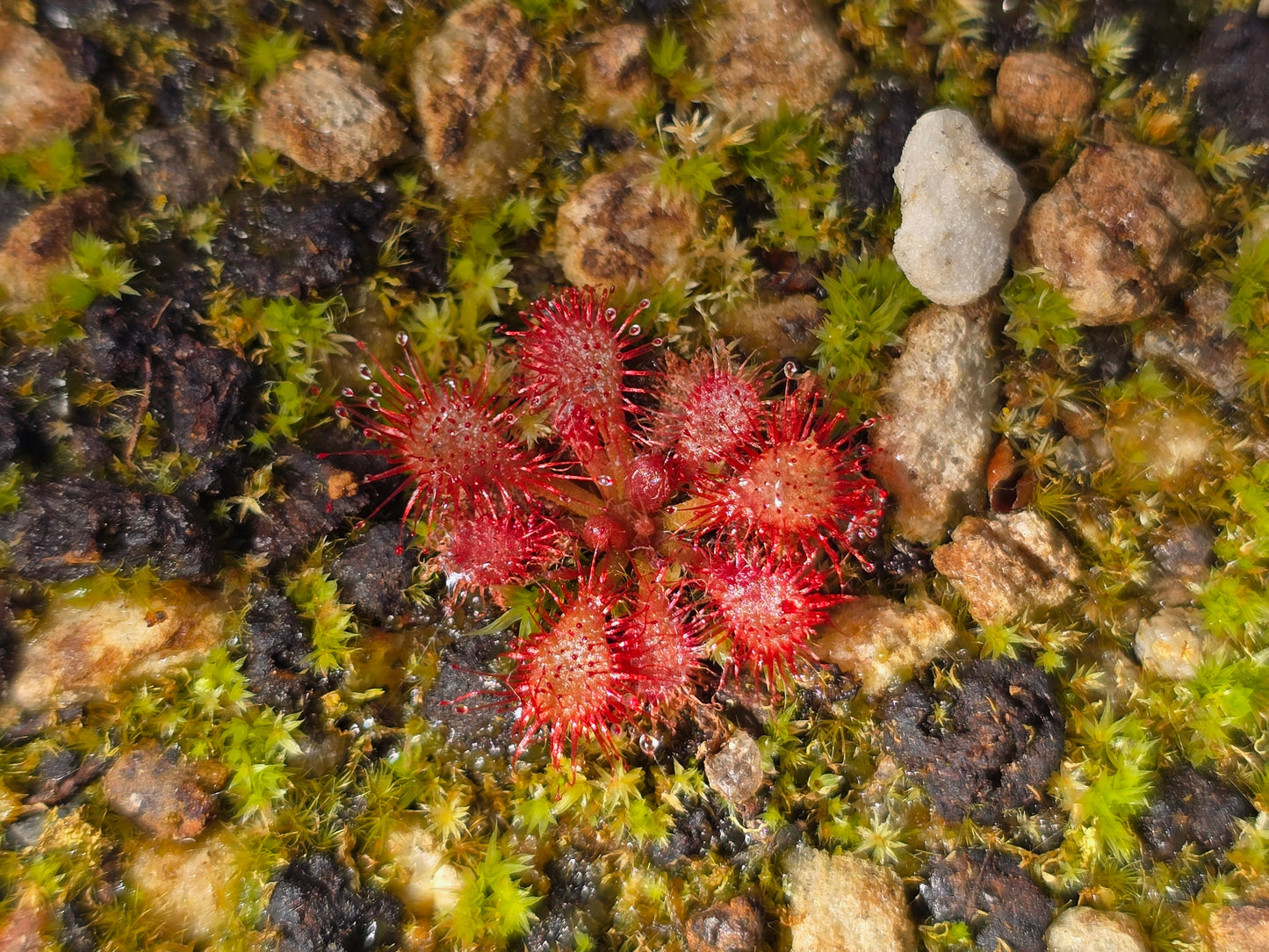 Drosera oblanceolata - Temperate Sundew