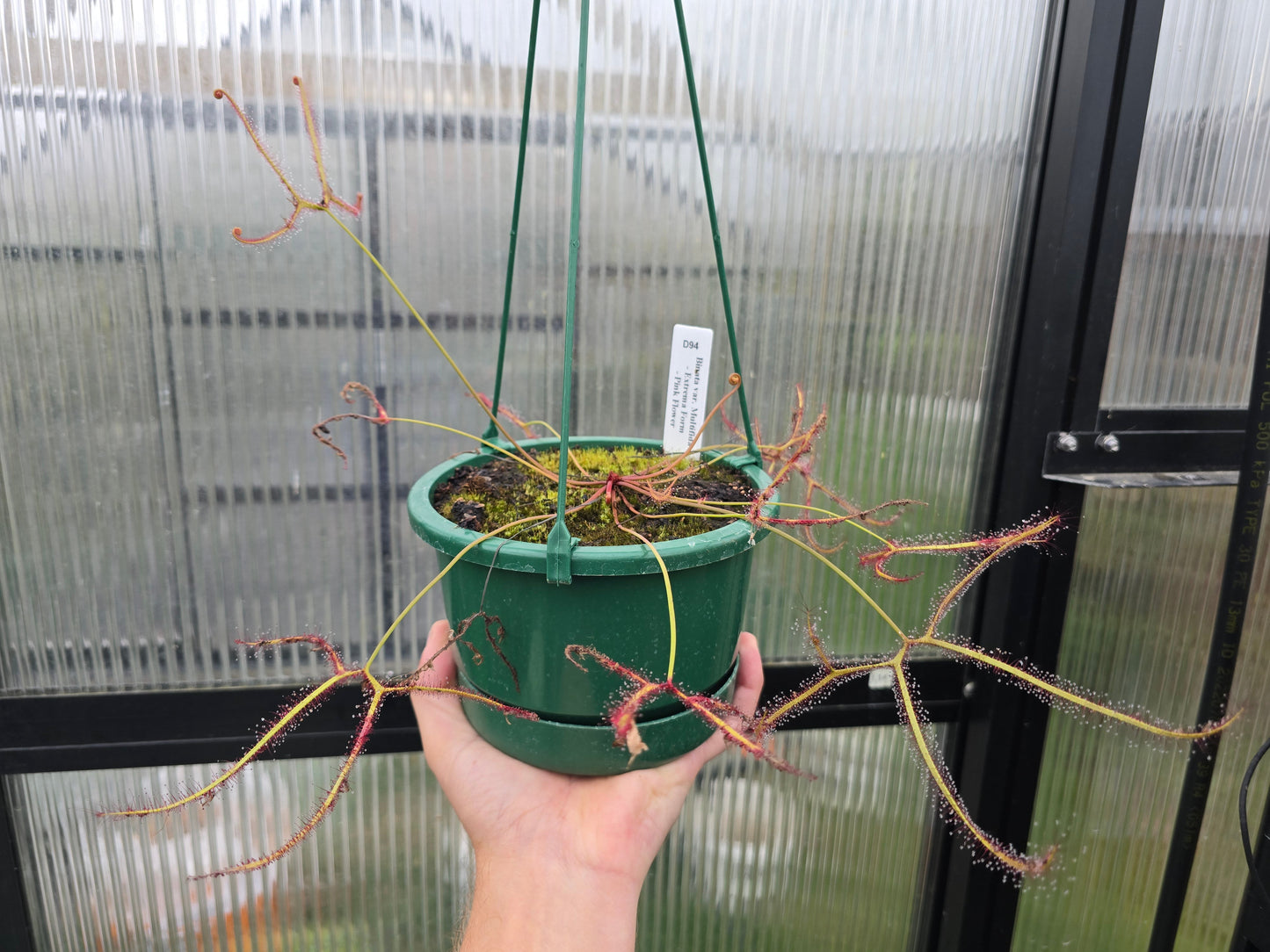 Drosera binata var. multifida "Extrema - Pink Flower Form" - Staghorn Sundew