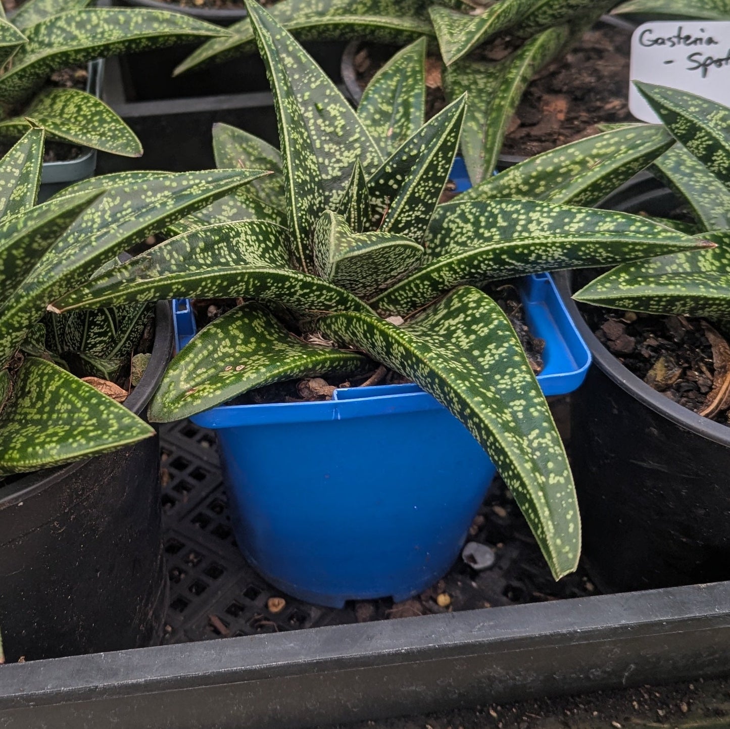 Gasteria x Gastrolea | Spotted Beauty