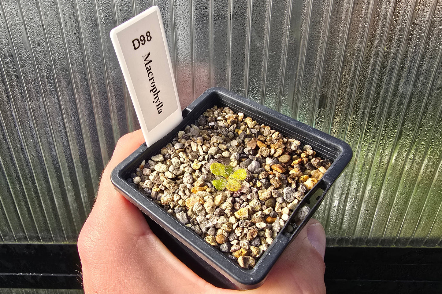 Drosera macrophylla - Tuberous Sundew