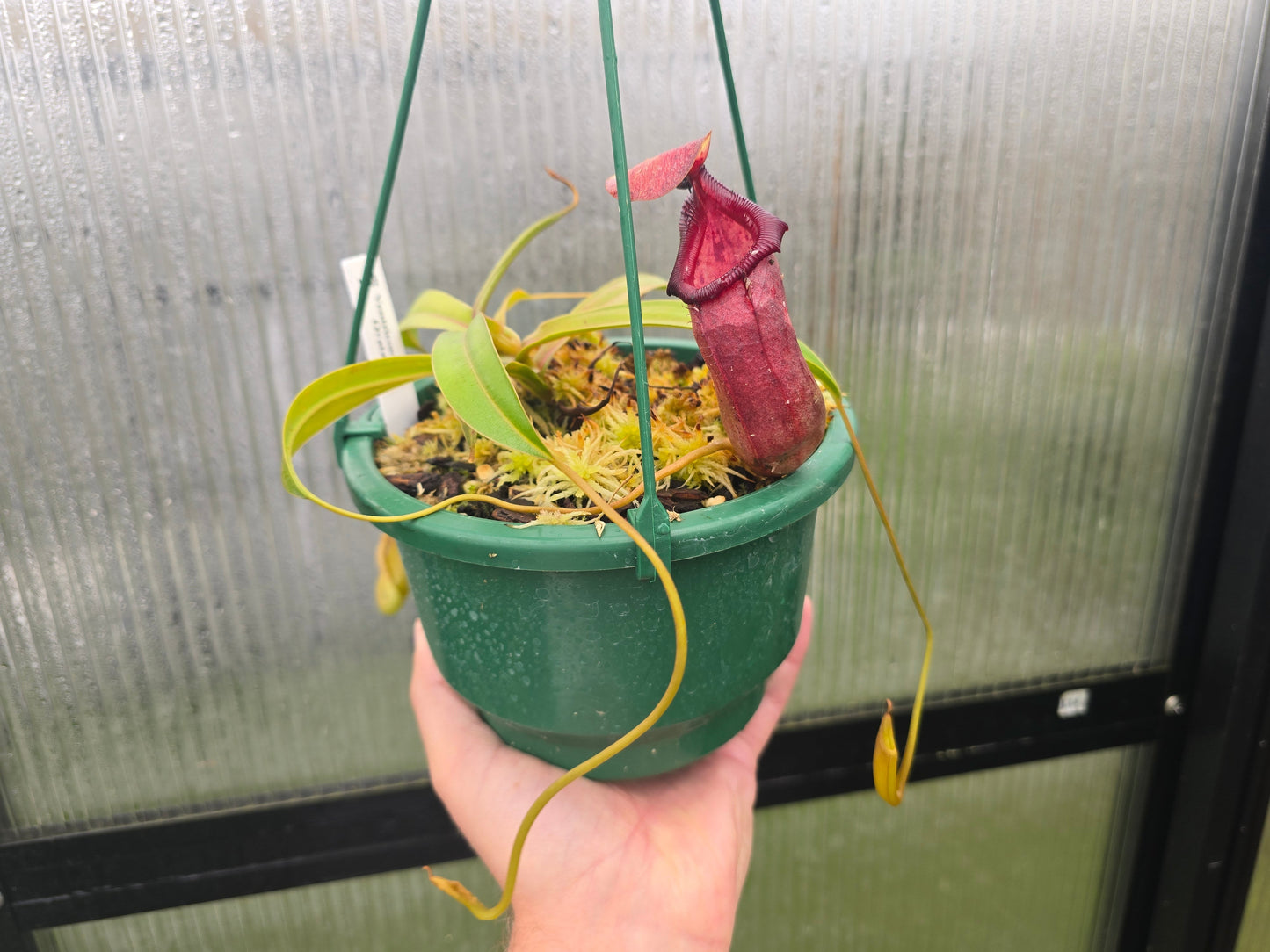 Nepenthes ventricosa x ovata - Highland Tropical Pitcher Plant