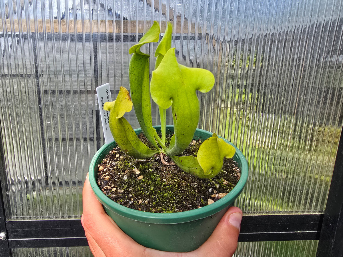 Sarracenia alata - Viridescens Form x purpurea - American Pitcher Plant