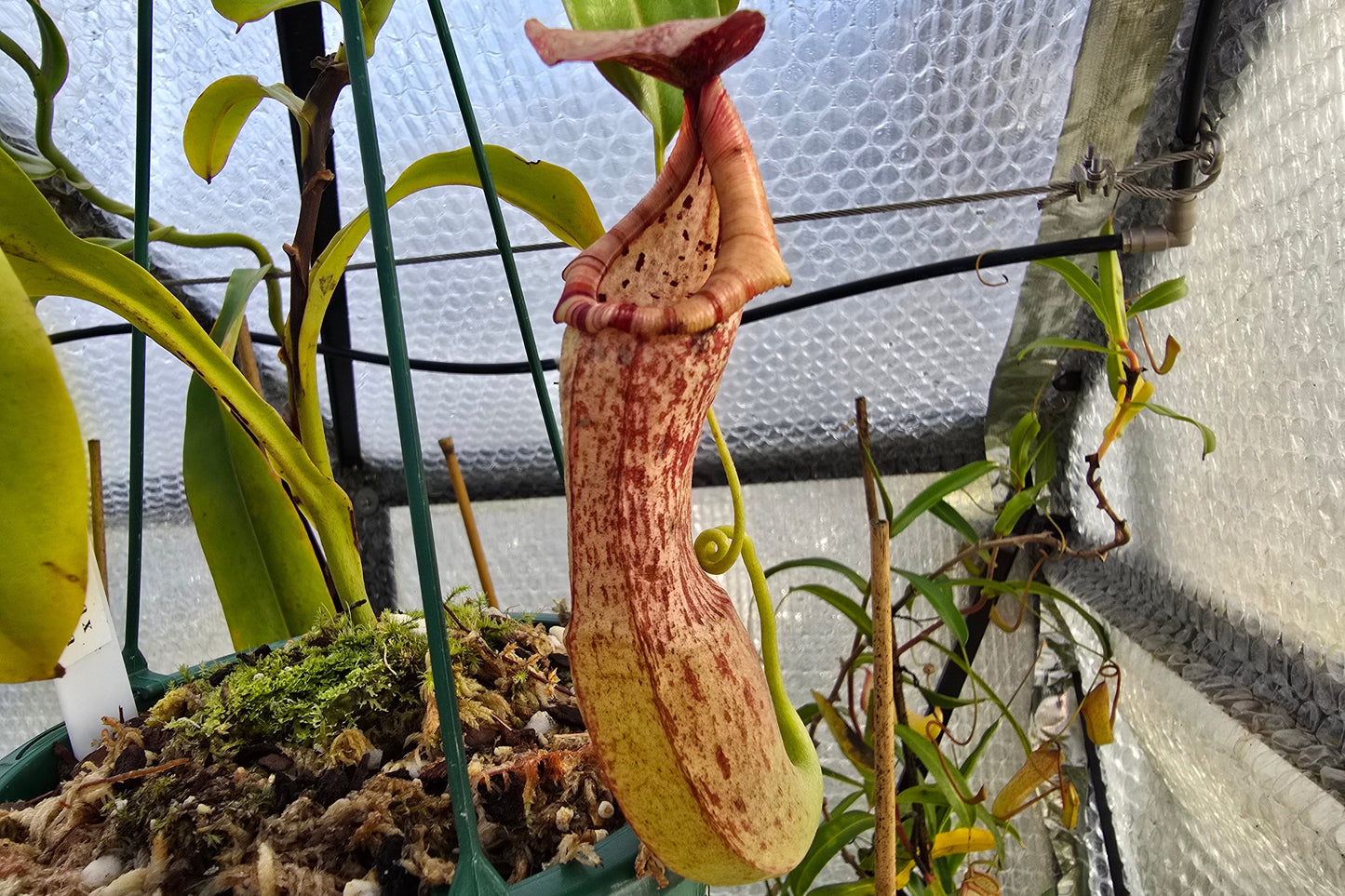 Nepenthes boschiana x glandulifera - Highland Tropical Pitcher Plant