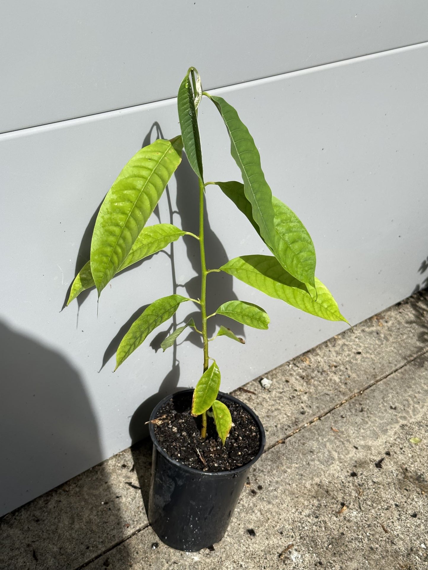 Rollinia Seedling