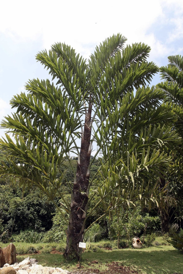 Distichous Fishtail Palm