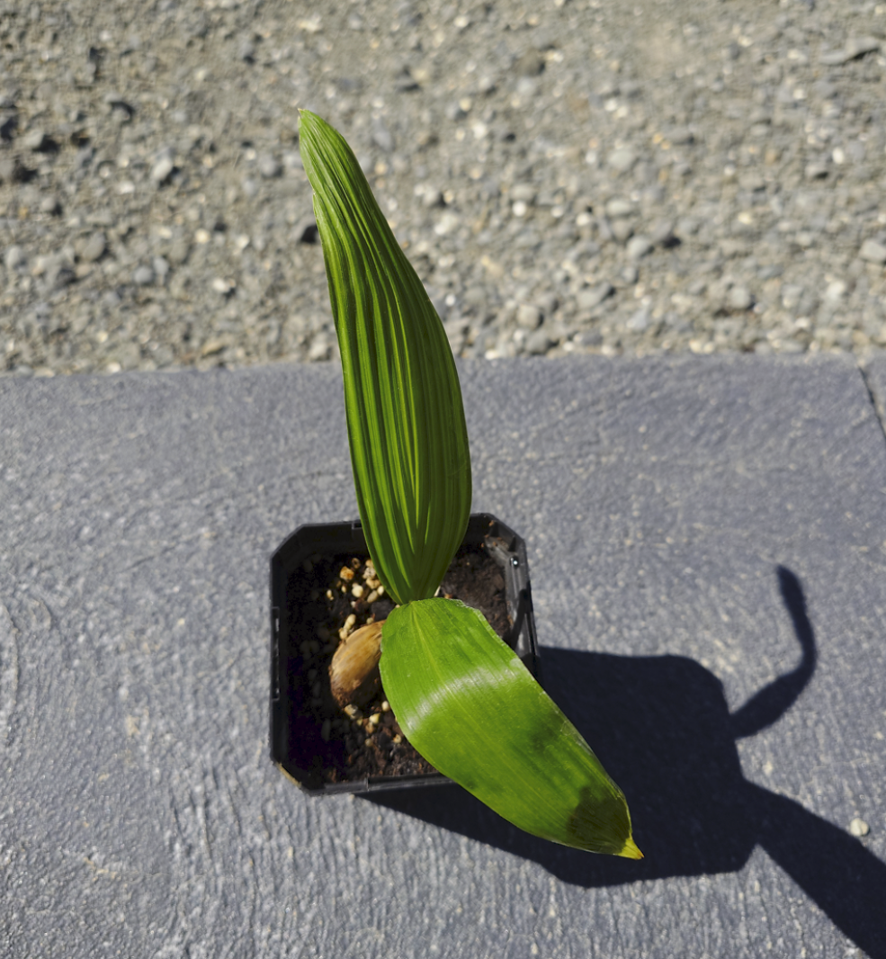 Attalea cohune