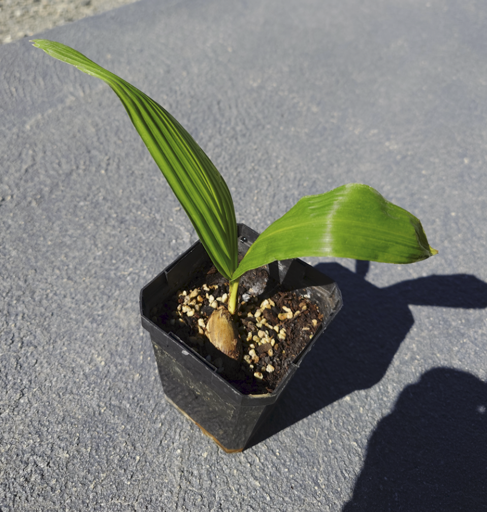 Attalea cohune