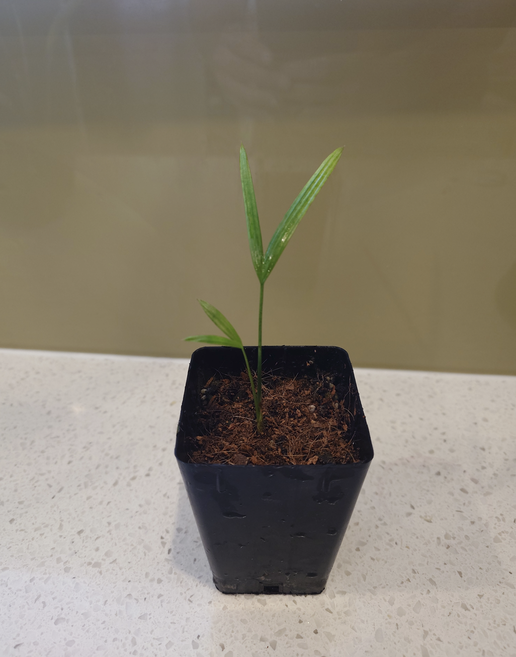 Lipstick Palm / Sealing Wax Palm Seedling